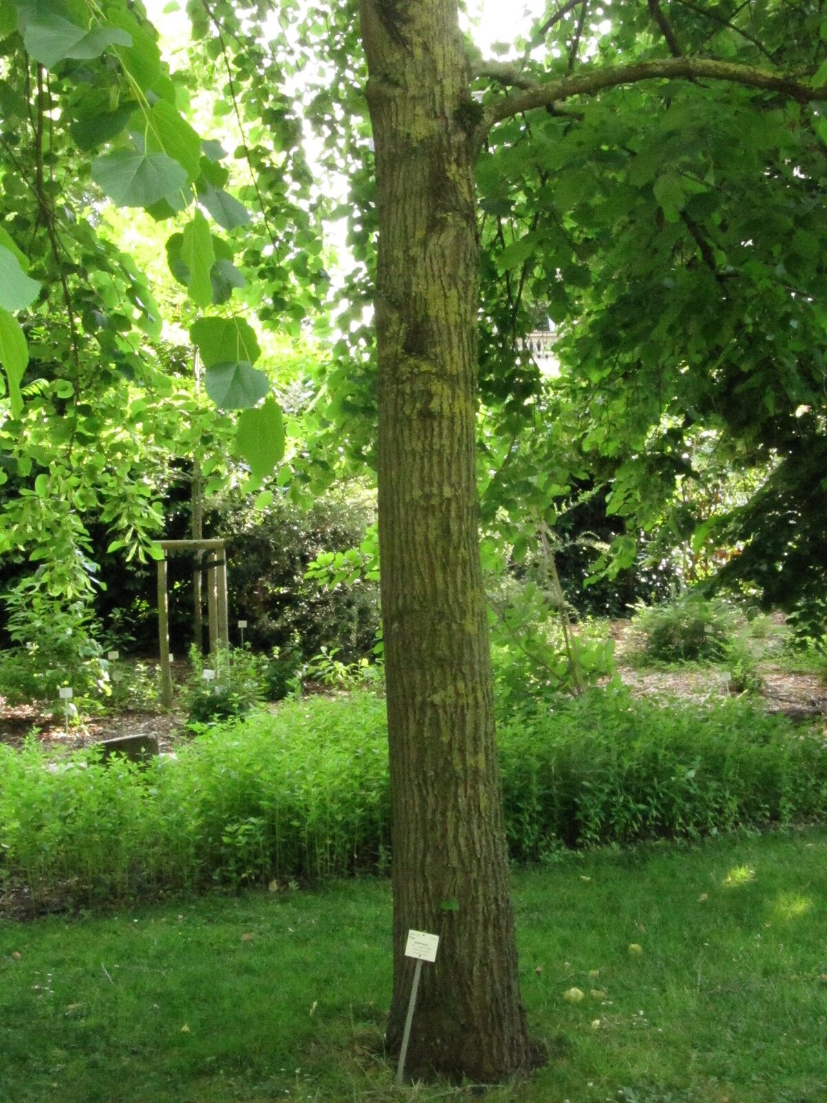 Tilia americana - Bonn - Juni 2023