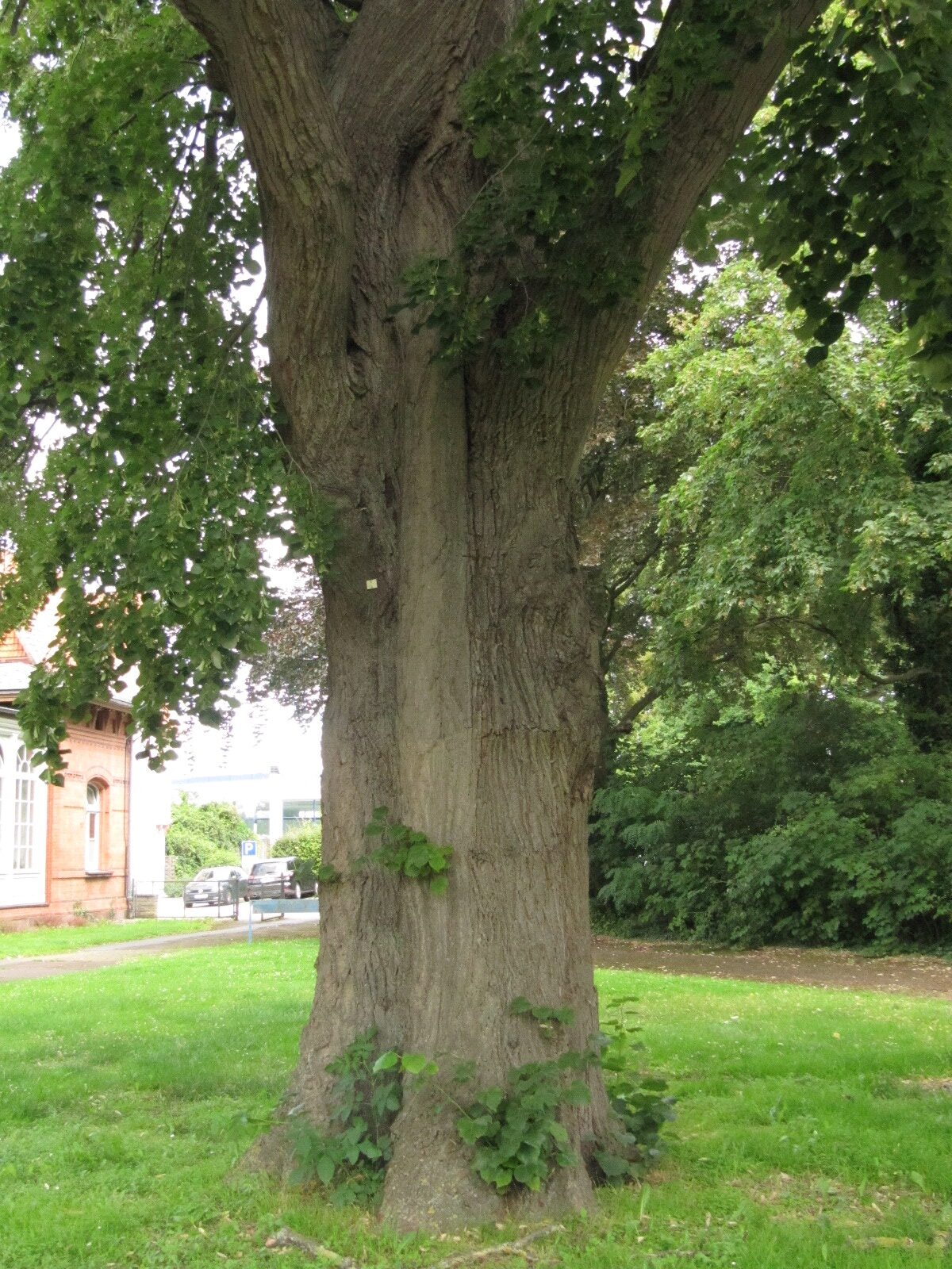 Tilia tomentosa 'Petiolaris' - Bad Nenndorf - August 2023