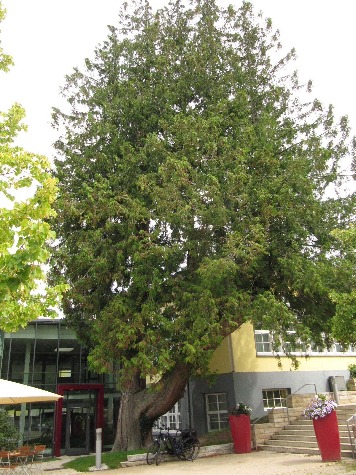plicata Thuja