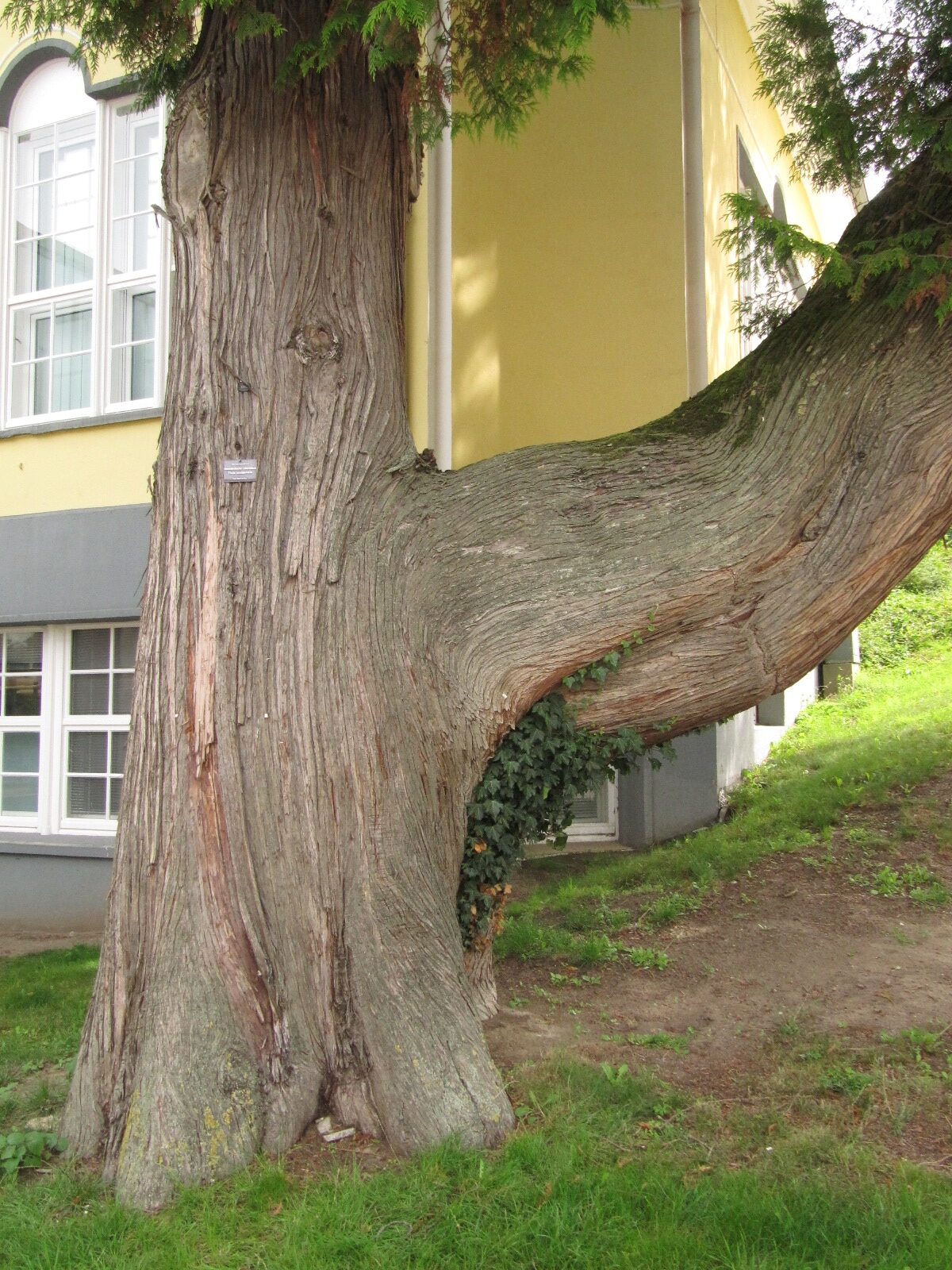 Thuja plicata - Bad Nenndorf - August 2023
