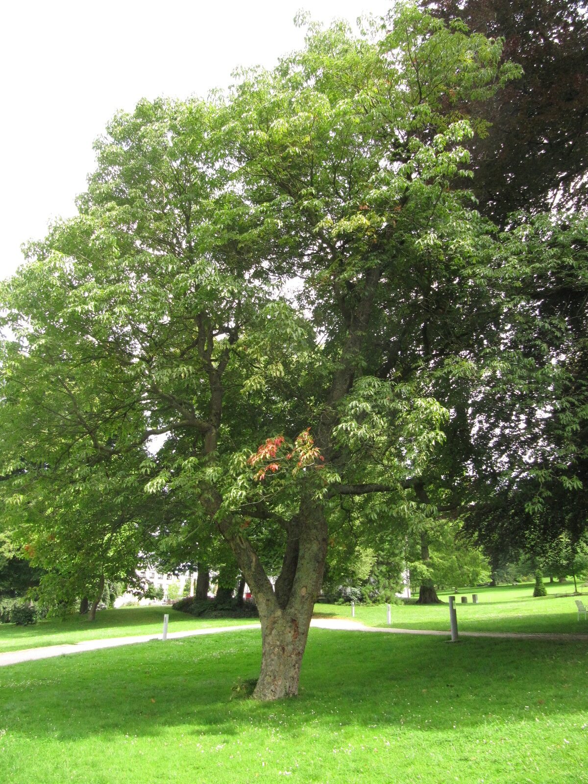 Aesculus flava