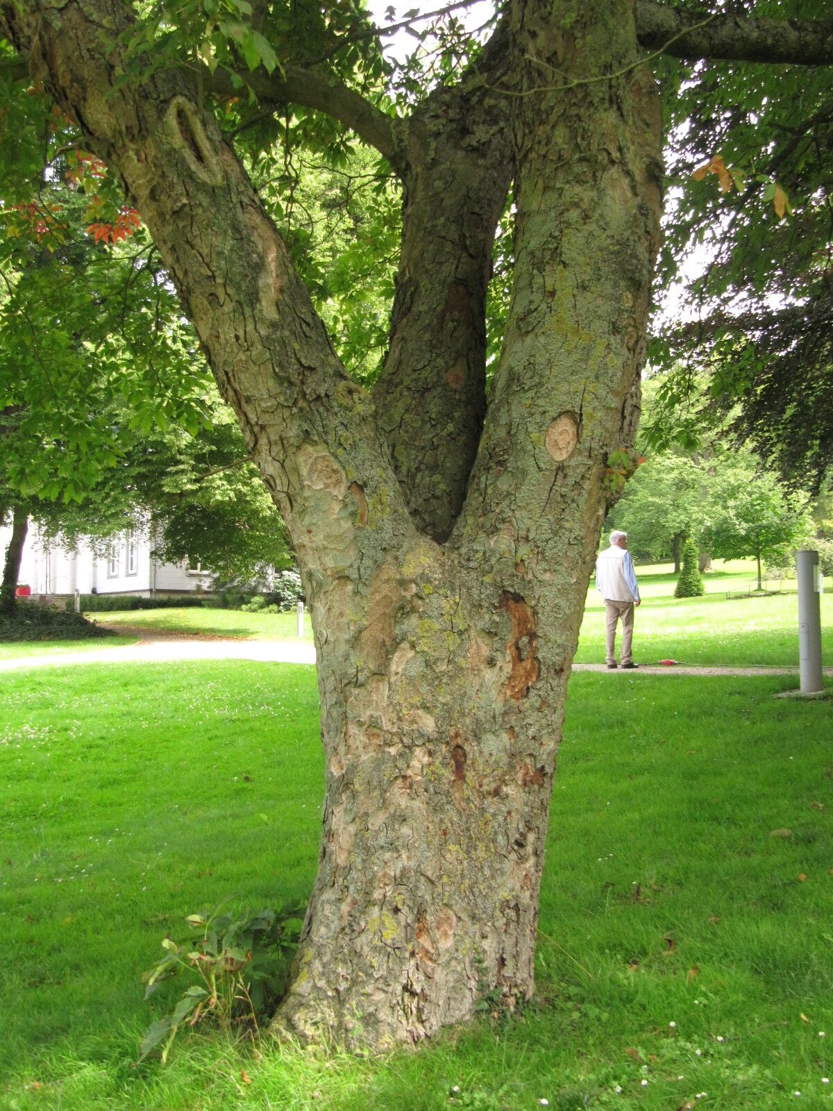 Aesculus flava - Bad Nenndorf - August 2023