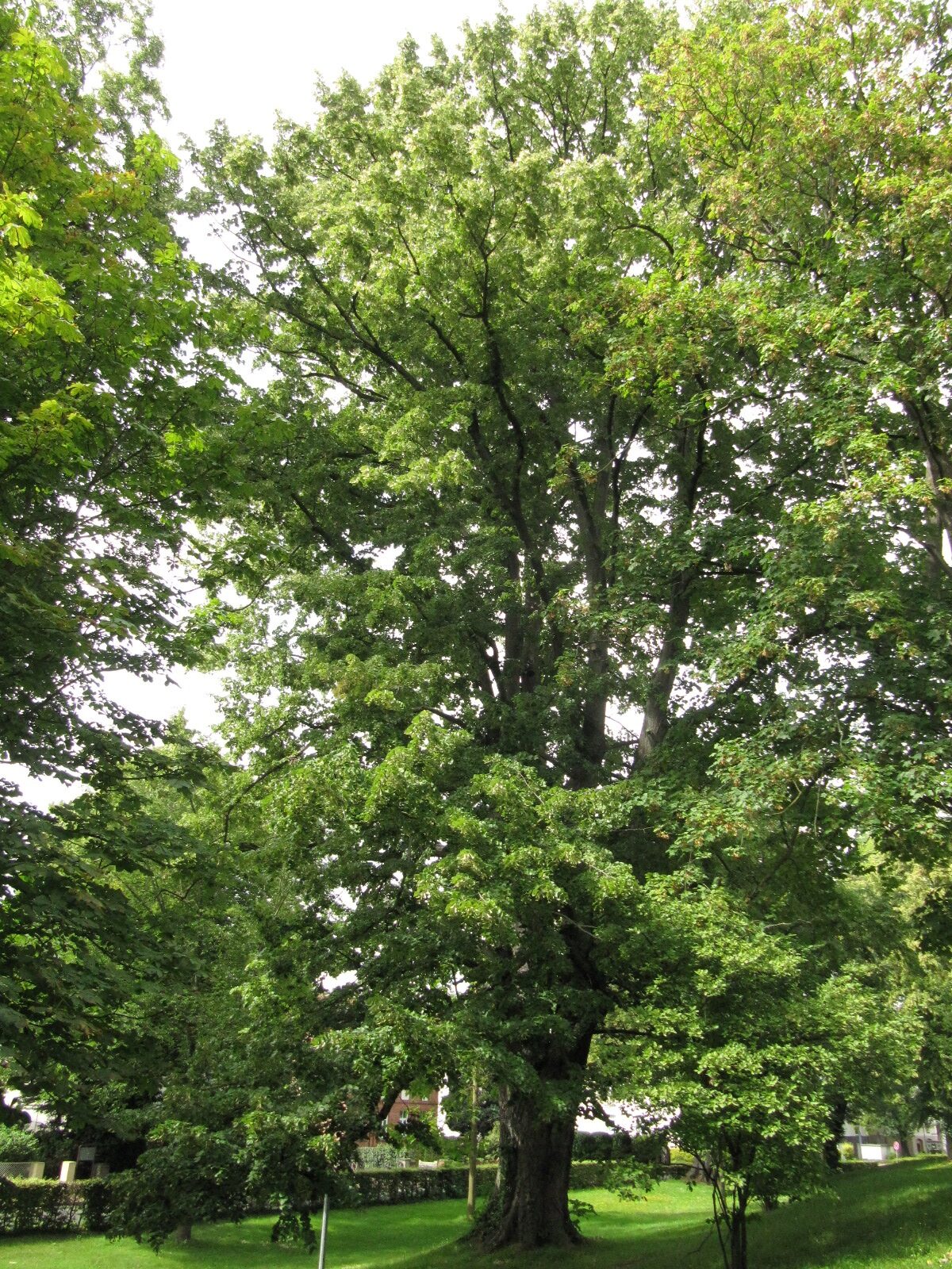 Tilia tomentosa - Stadthagen - August 2023