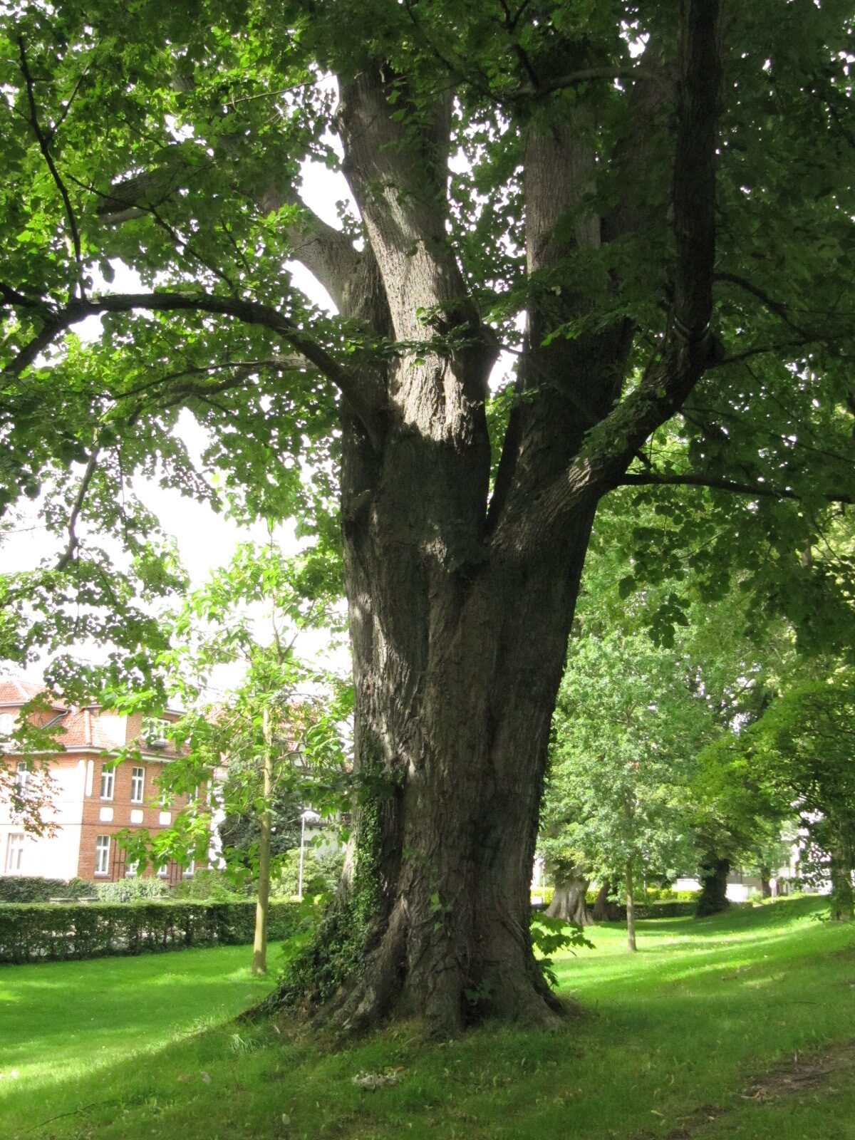 Tilia tomentosa - Stadthagen - August 2023