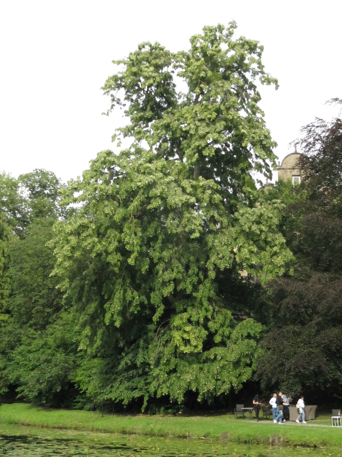 'Petiolaris' Tilia tomentosa