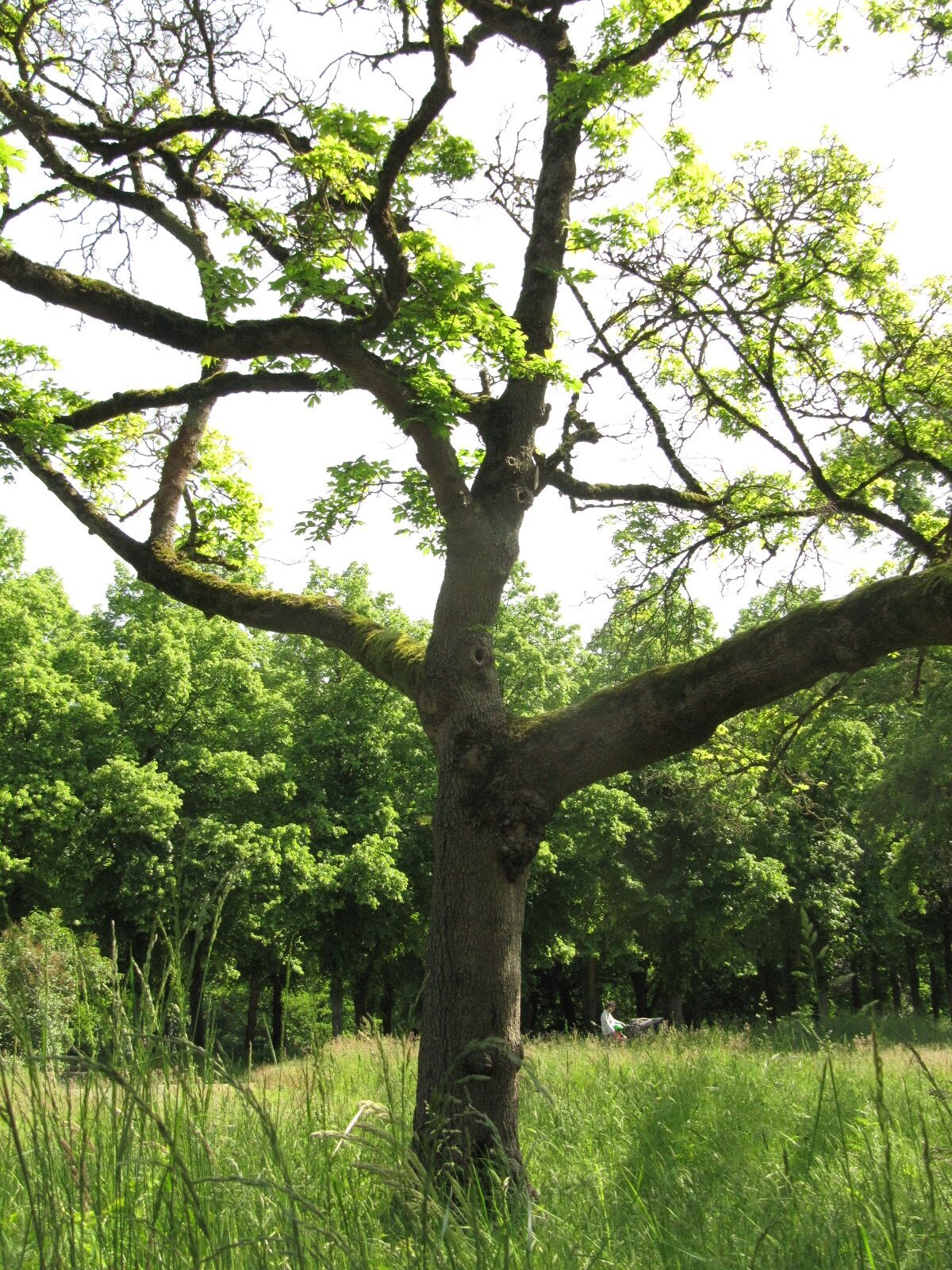 Acer platanoides 'Laciniatum' - Hannover-Herrenhausen - Mai 2023
