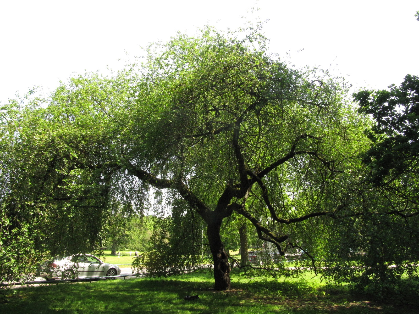 mahaleb Prunus