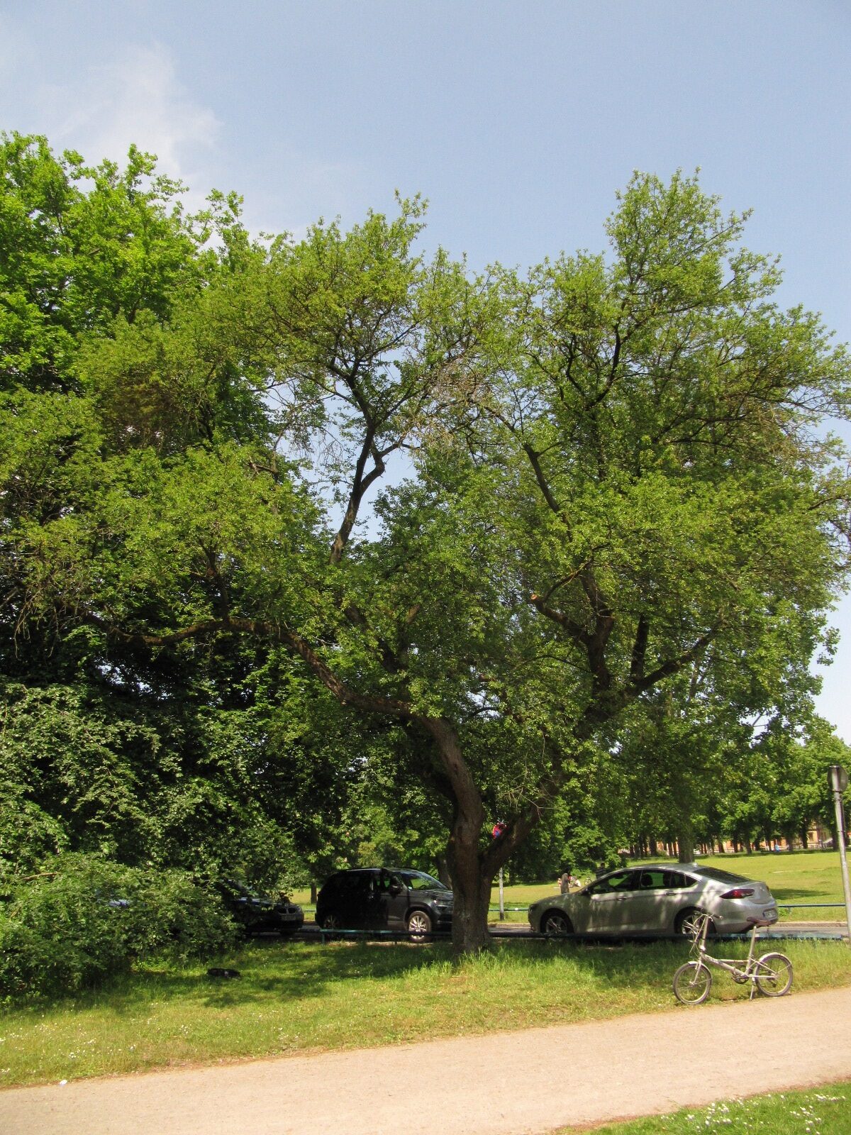 mahaleb Prunus