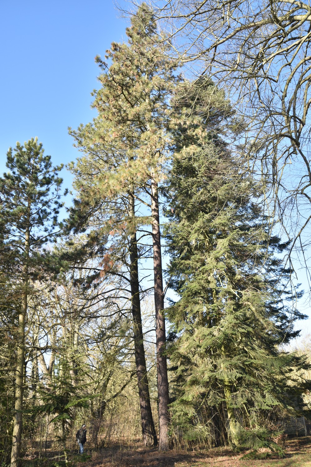 Pinus ponderosa