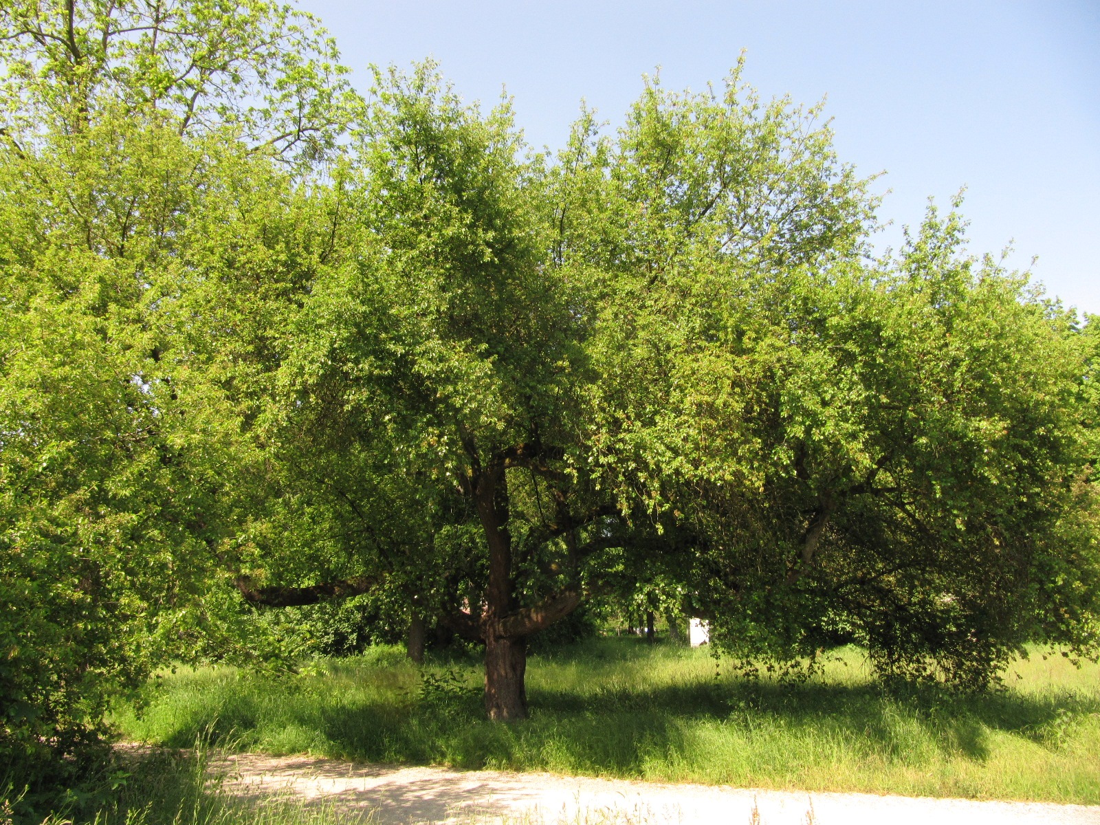 mahaleb Prunus