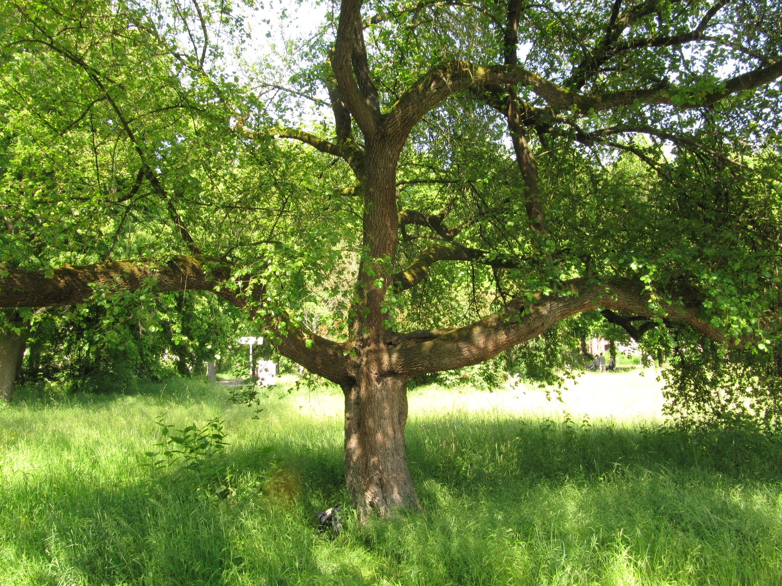 Prunus mahaleb - Georgengarten H.-Herrenhausen - Mai 2023