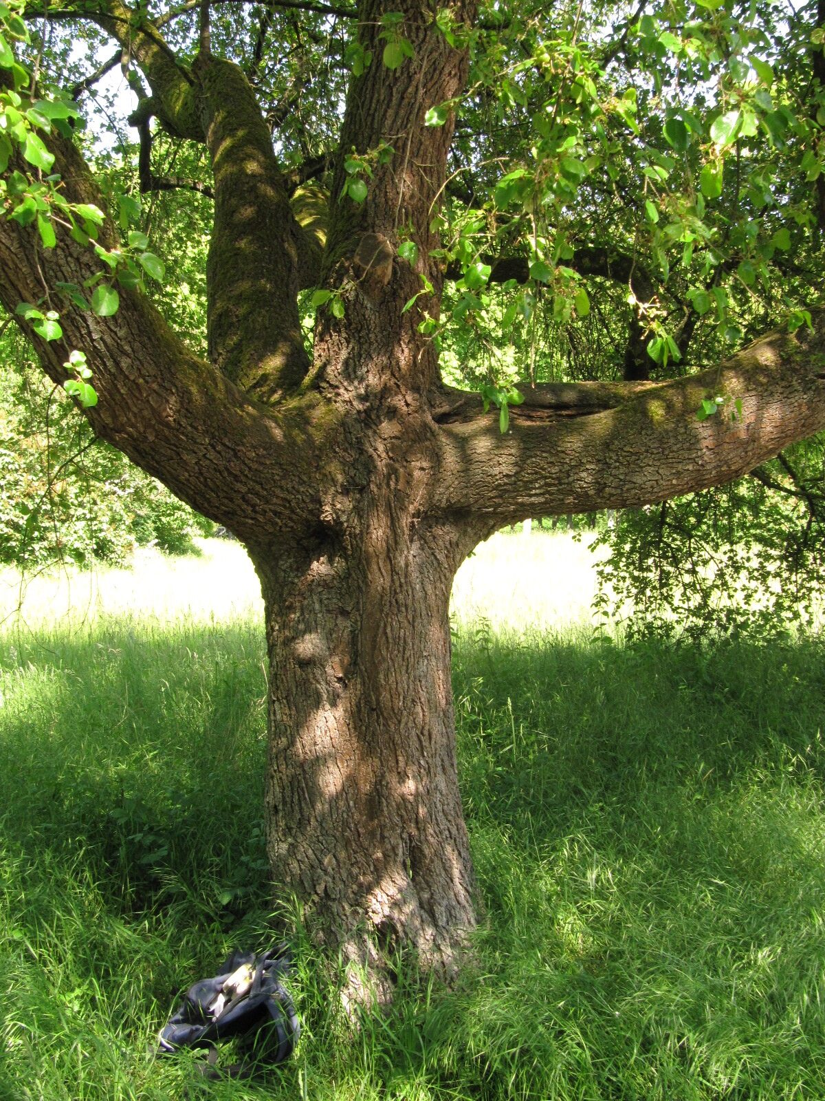 Prunus mahaleb - Georgengarten H.-Herrenhausen - Mai 2023