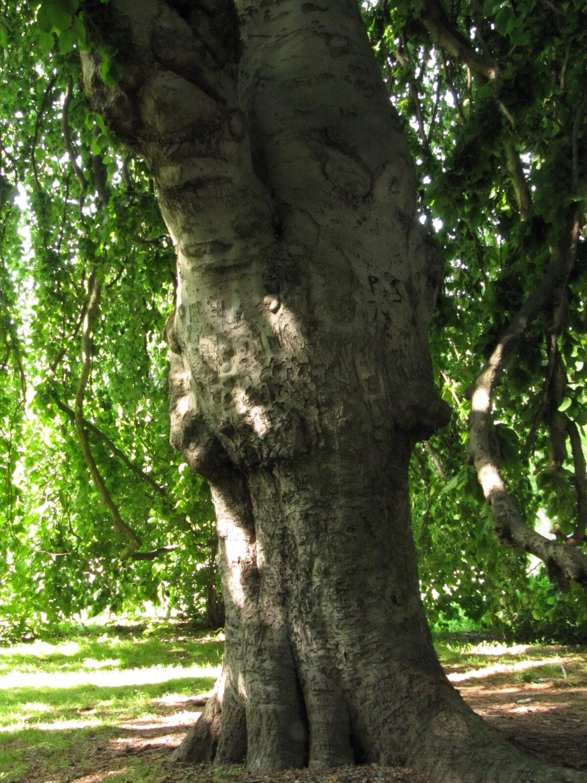 Fagus sylvatica 'Pendula' - Welfengarten H.-Herrenhausen - Mai 2023