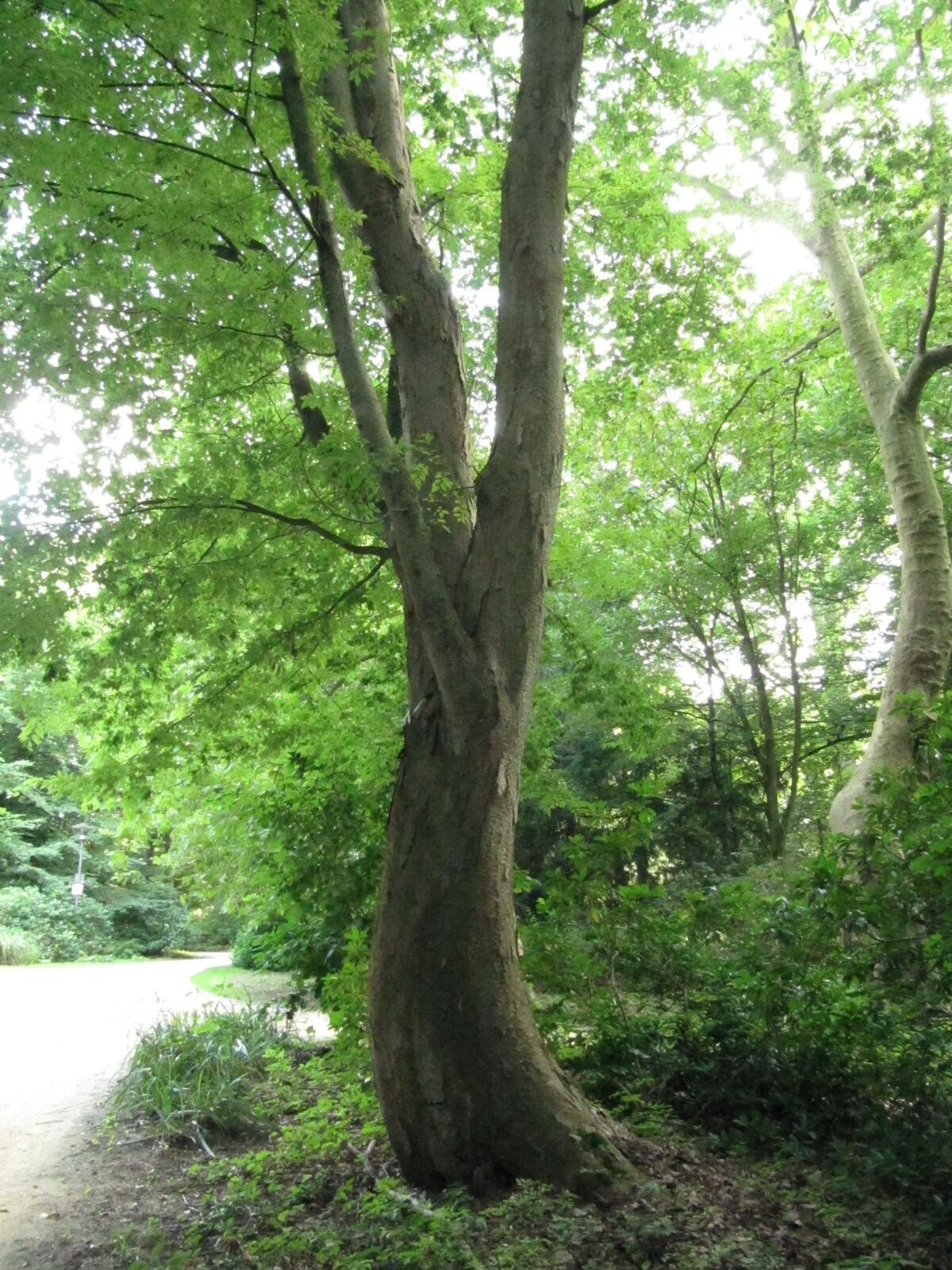 serrata Zelkova
