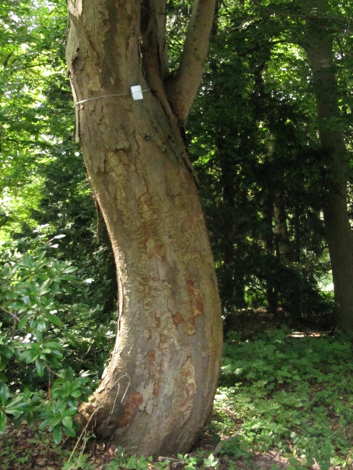 Zelkova serrata - Herten - Juni 2023