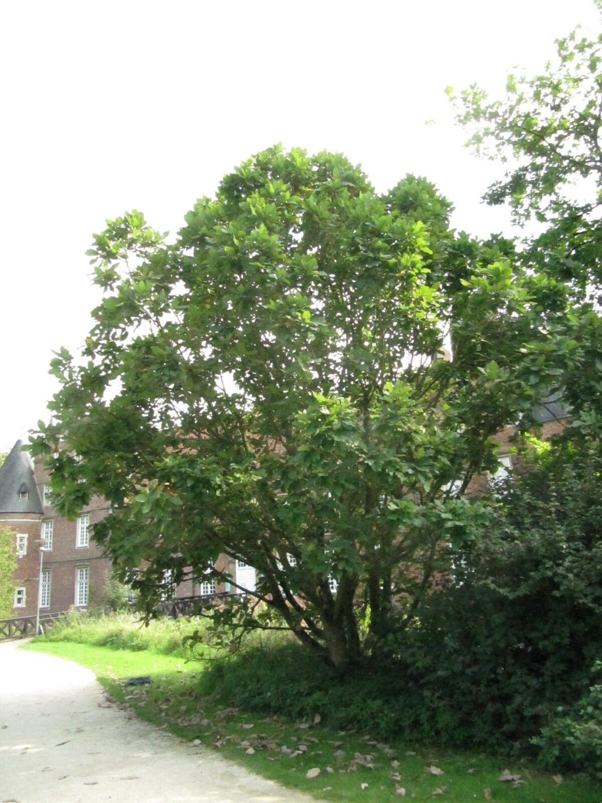 pontica Quercus