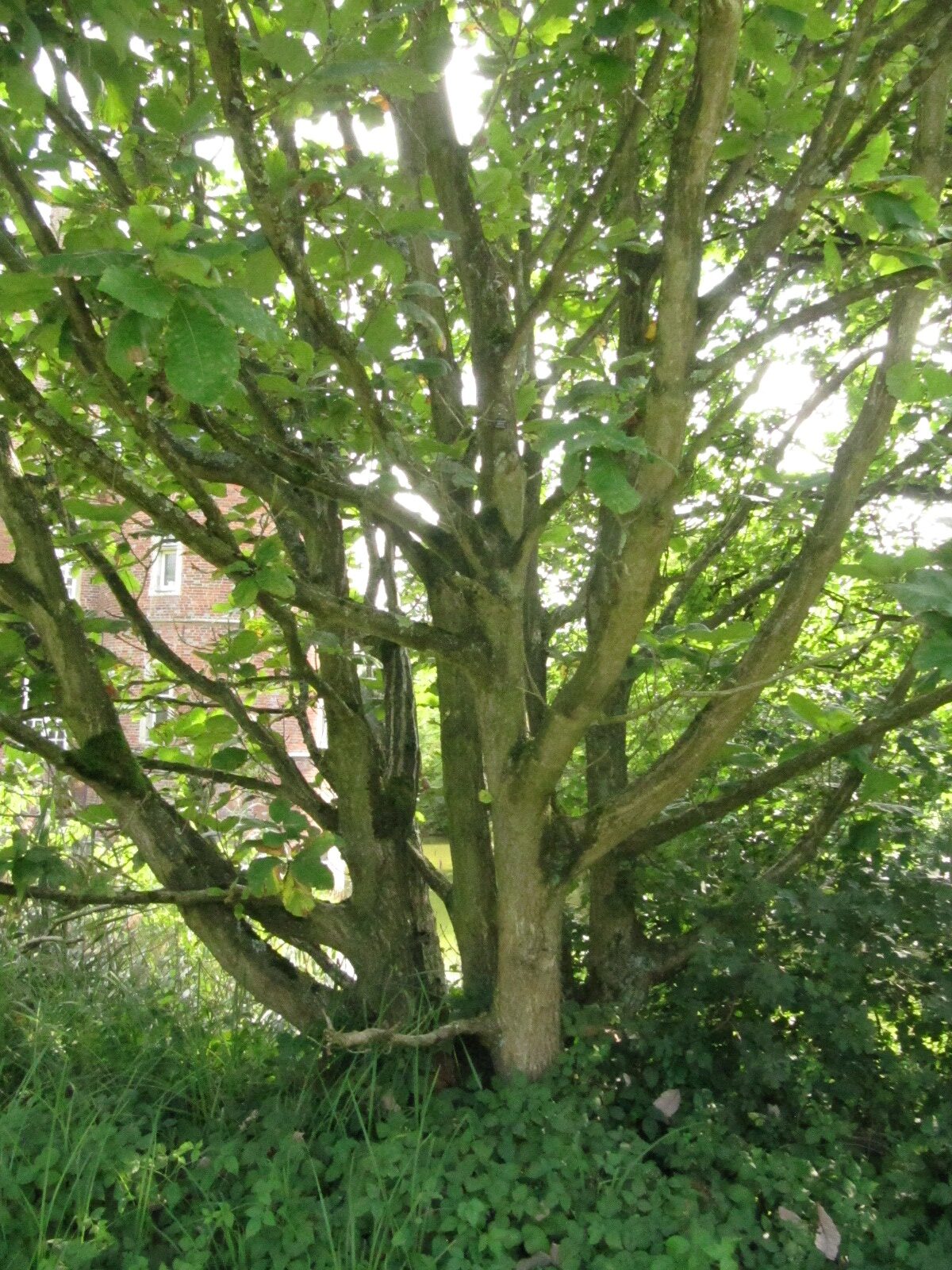 Quercus pontica - Herten - Juni 2023