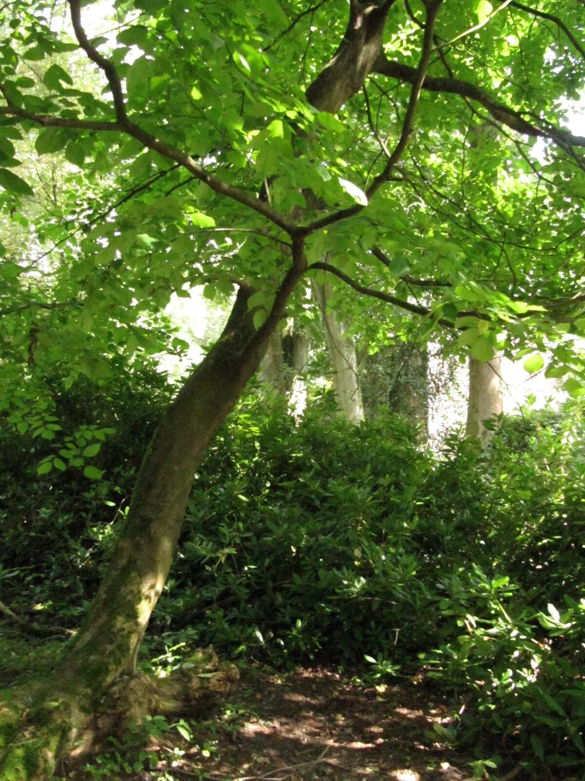 Cladrastis kentukea - Herten - August 2023