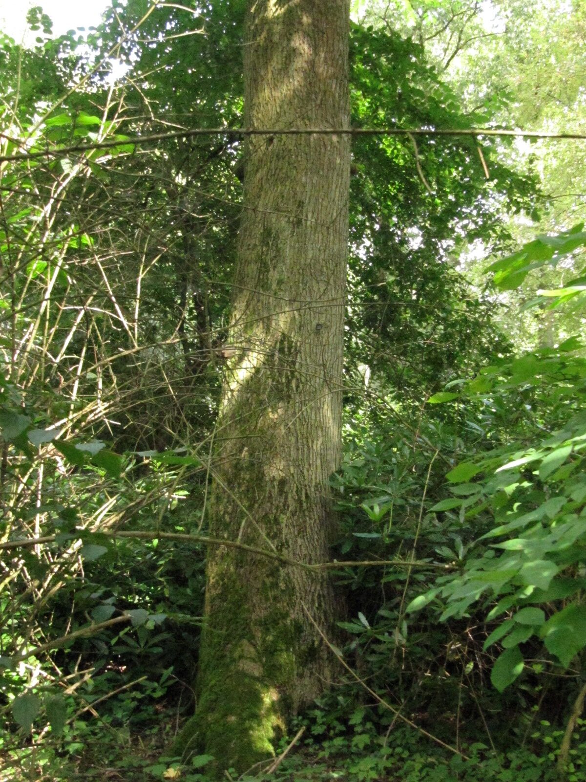 Carya cordiformis