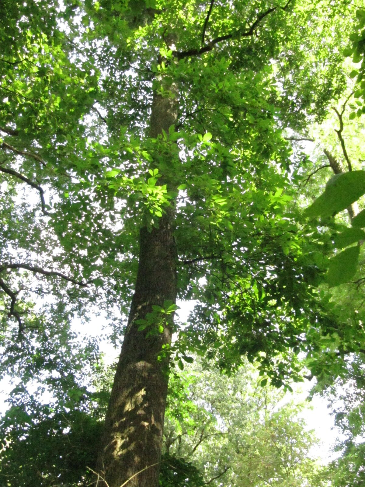 Carya cordiformis - Herten - August 2023