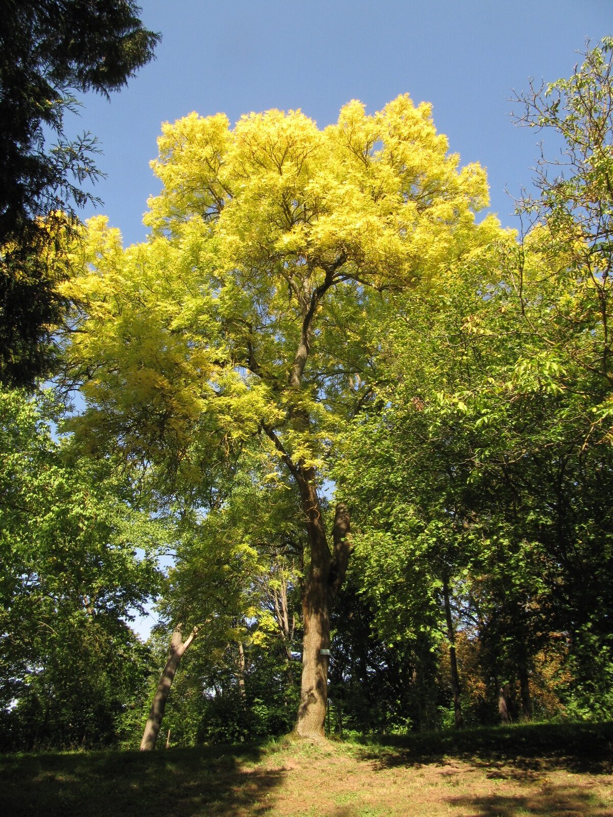 'Aurea' excelsior Fraxinus