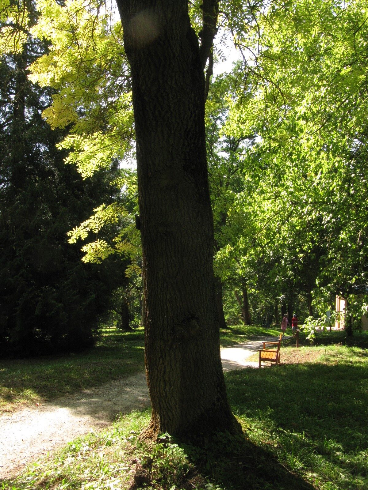 Faxinus excelsior 'Aurea' - Nordhausen - September 2023