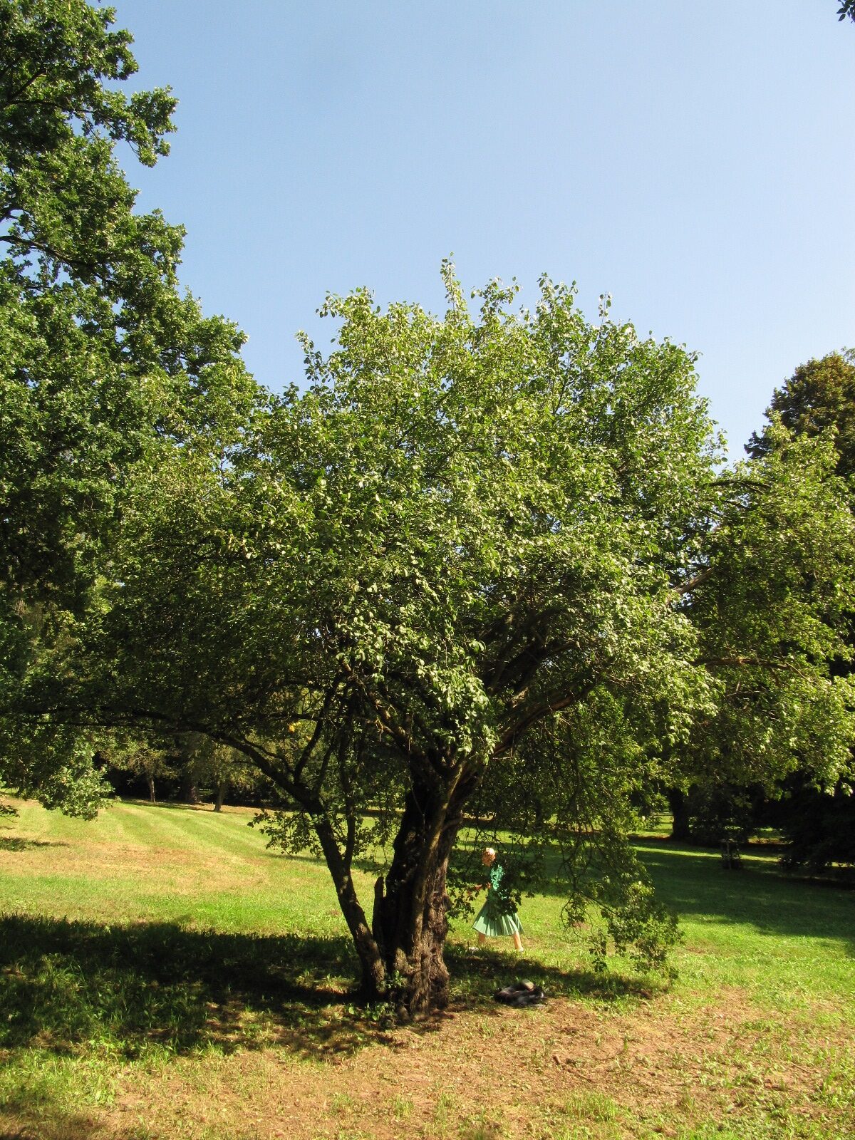 cathartica Rhamnus