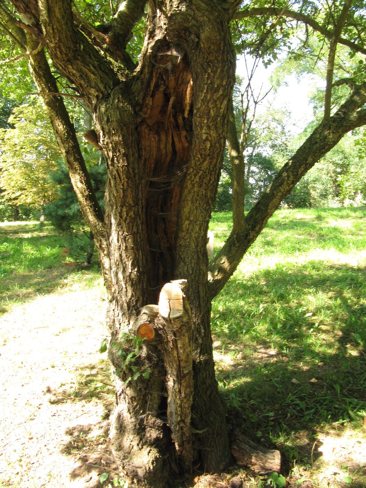Rhamnus cathartica - Nordhausen - September 2023