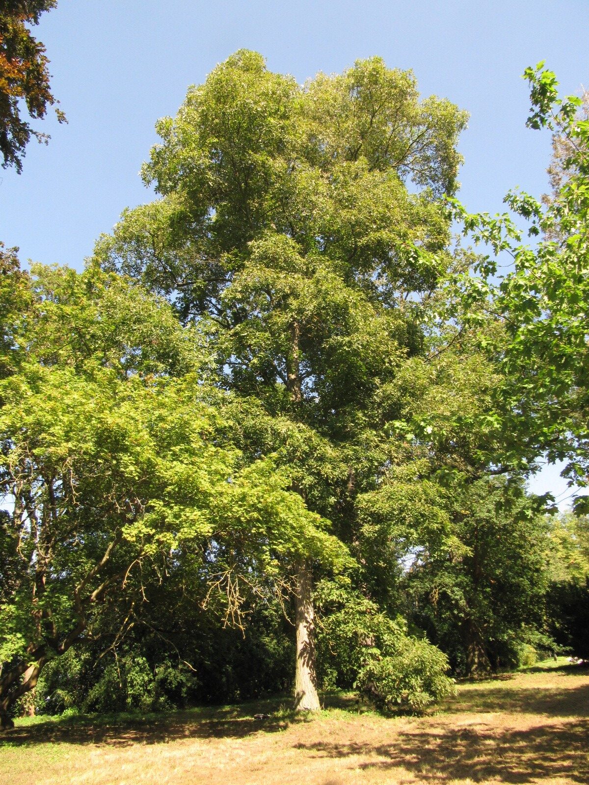 Carya ovata