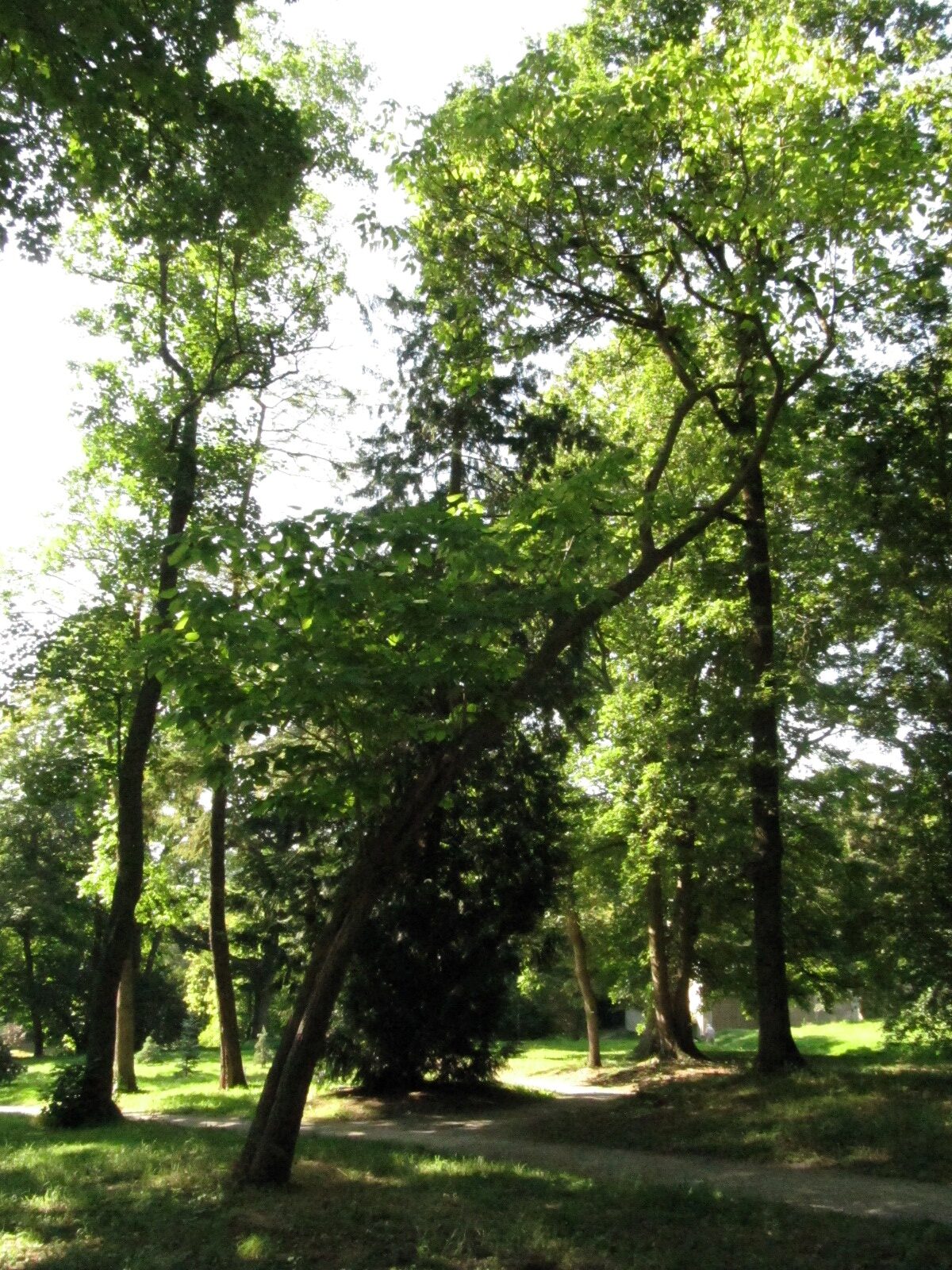 Catalpa ovata