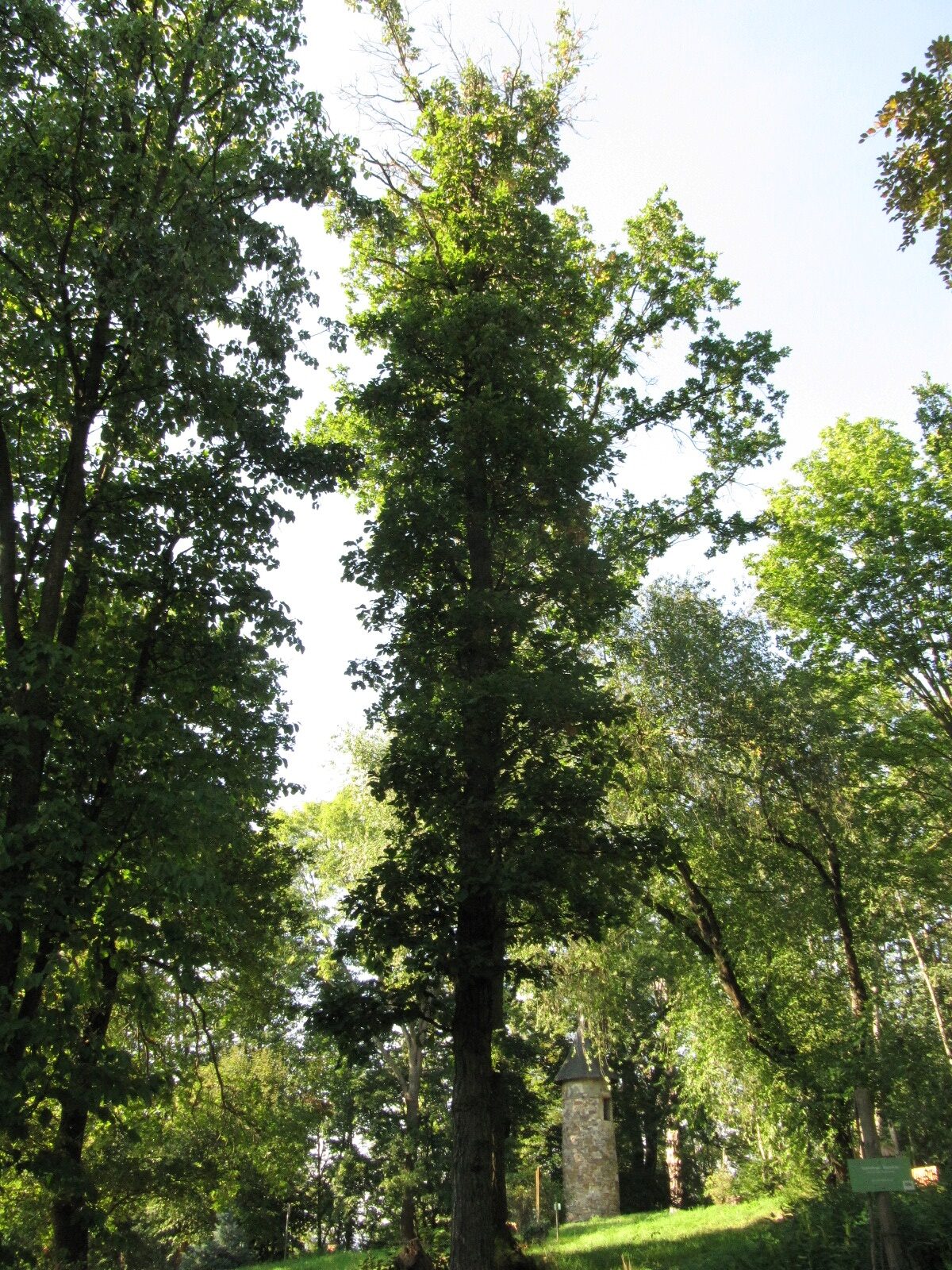 bicolor Quercus