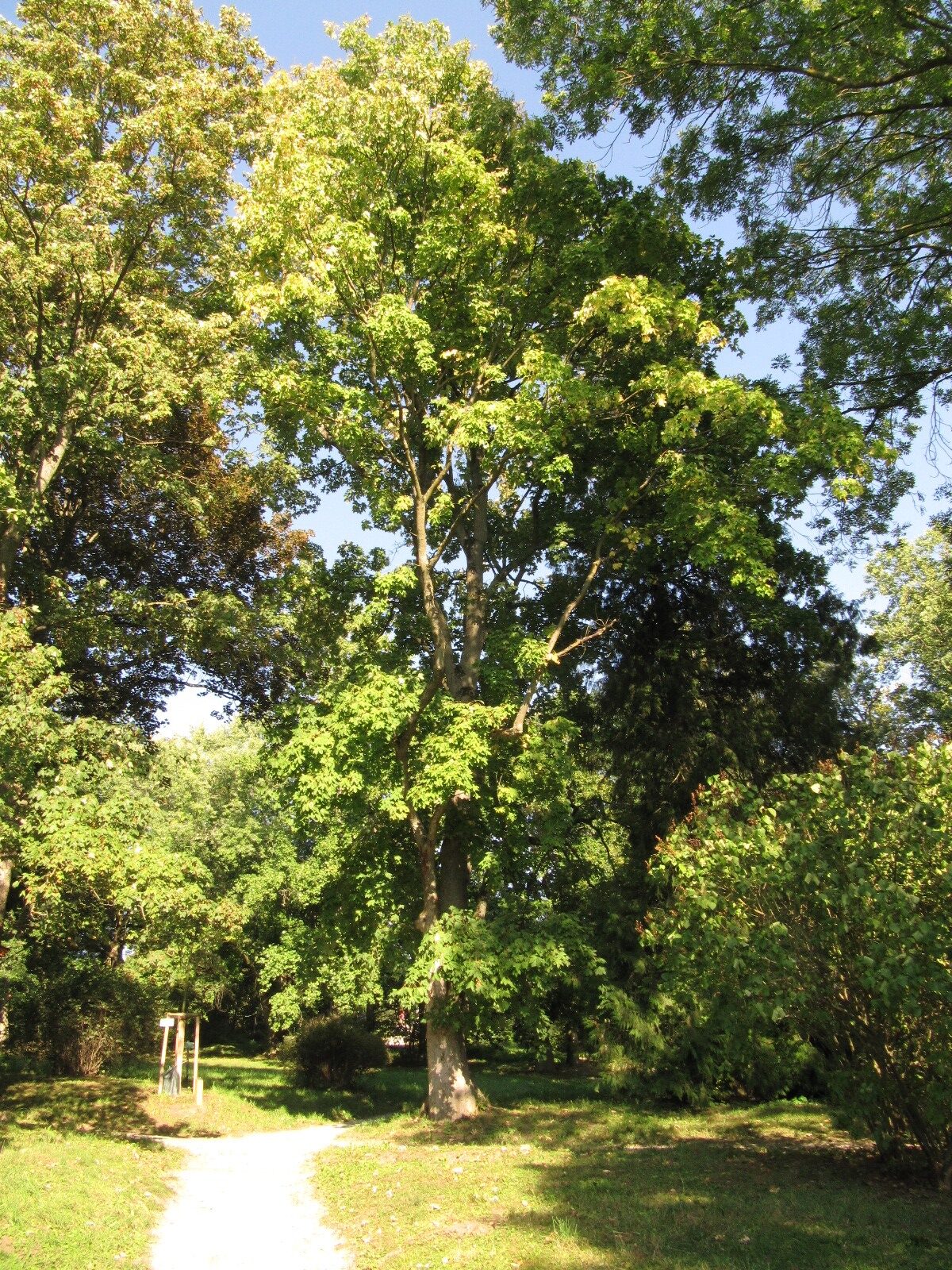 Acer heldreichii subsp. trautvetteri