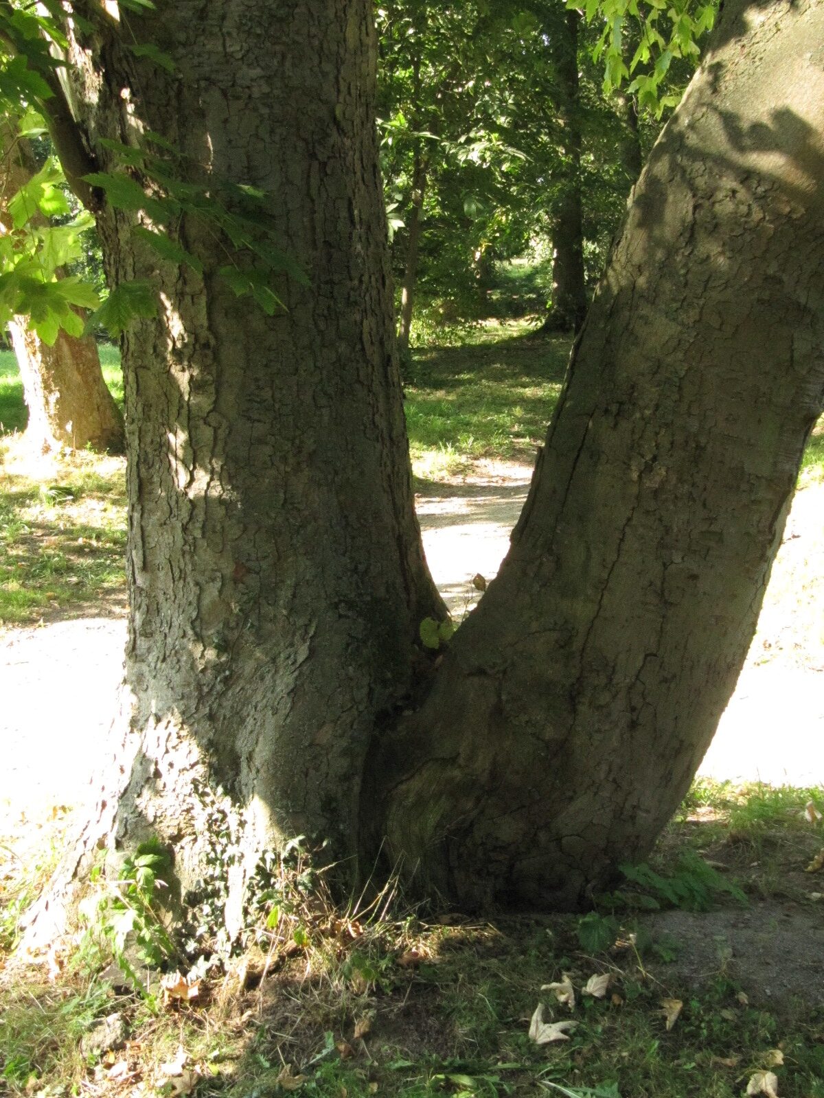 Acer heldreichii subsp. trautvetteri - Nordhausen - September 2023