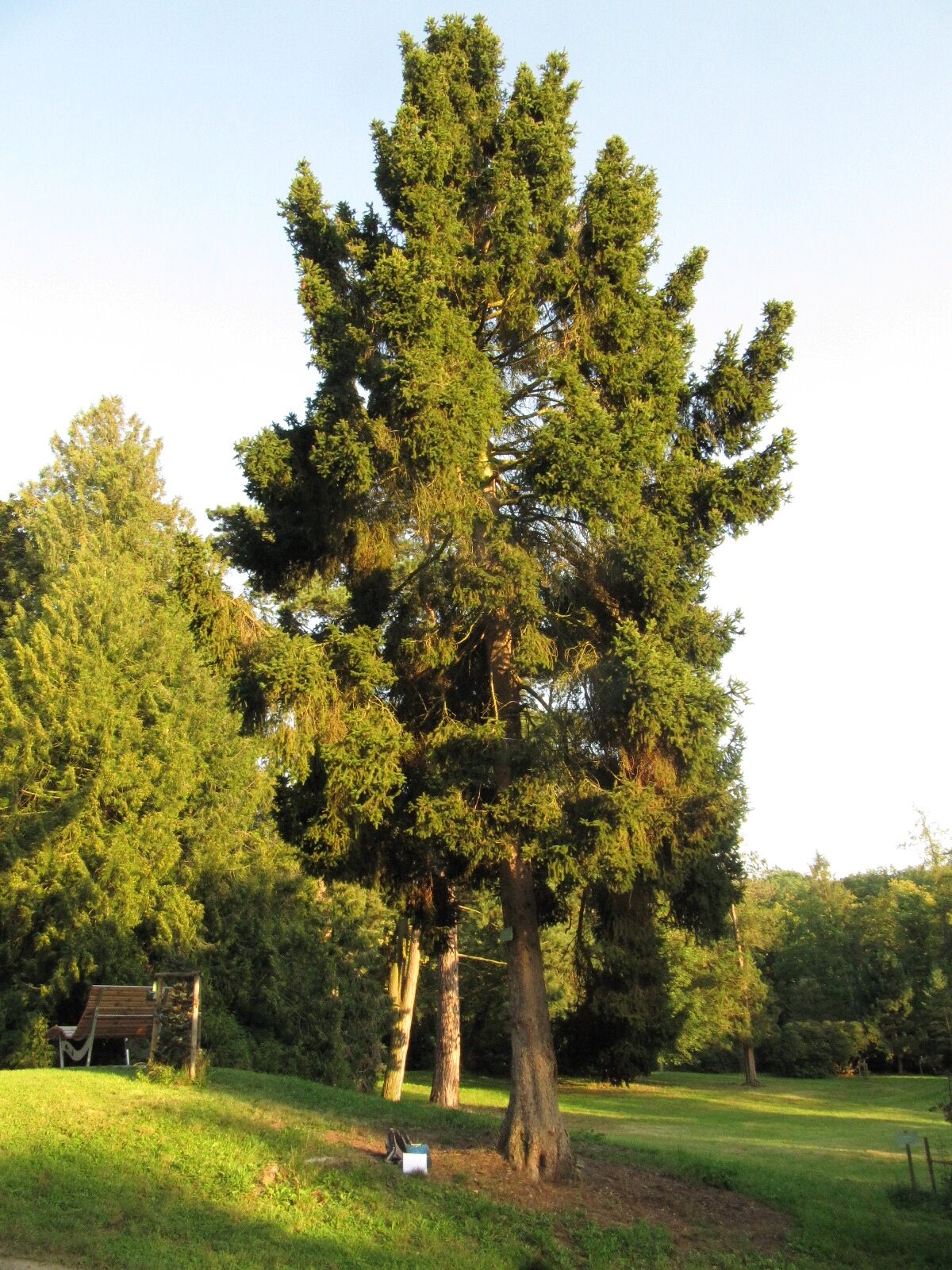 'Remontii' abies Picea