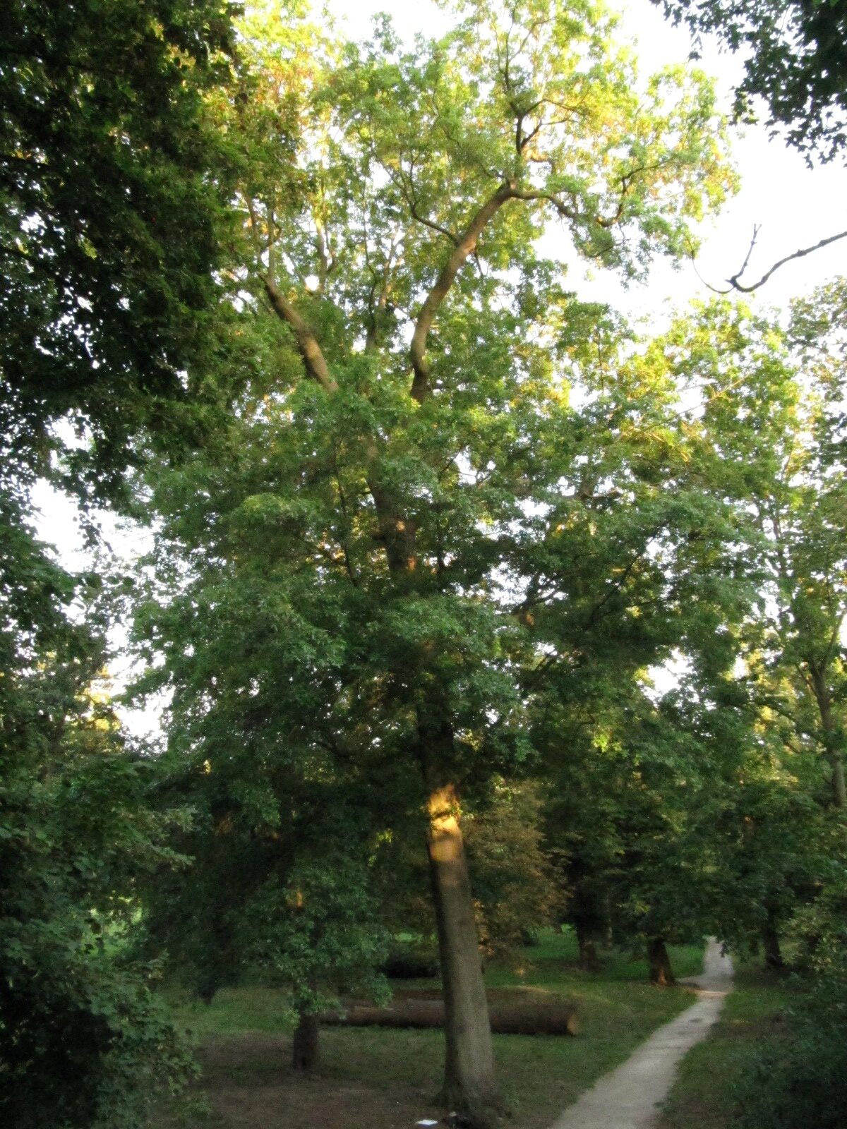 palustris Quercus