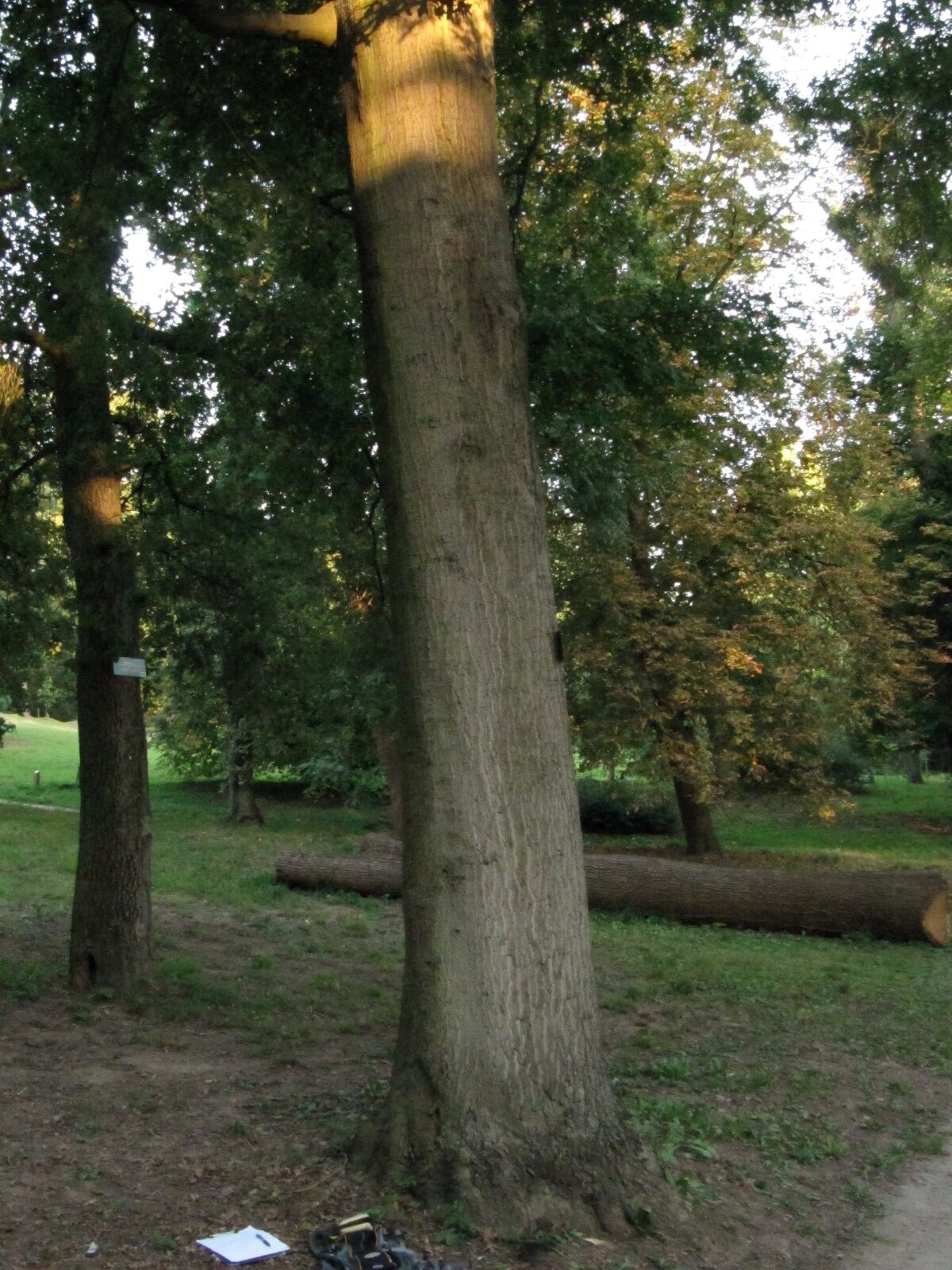 Quercus palustris - Nordhausen - September 2023