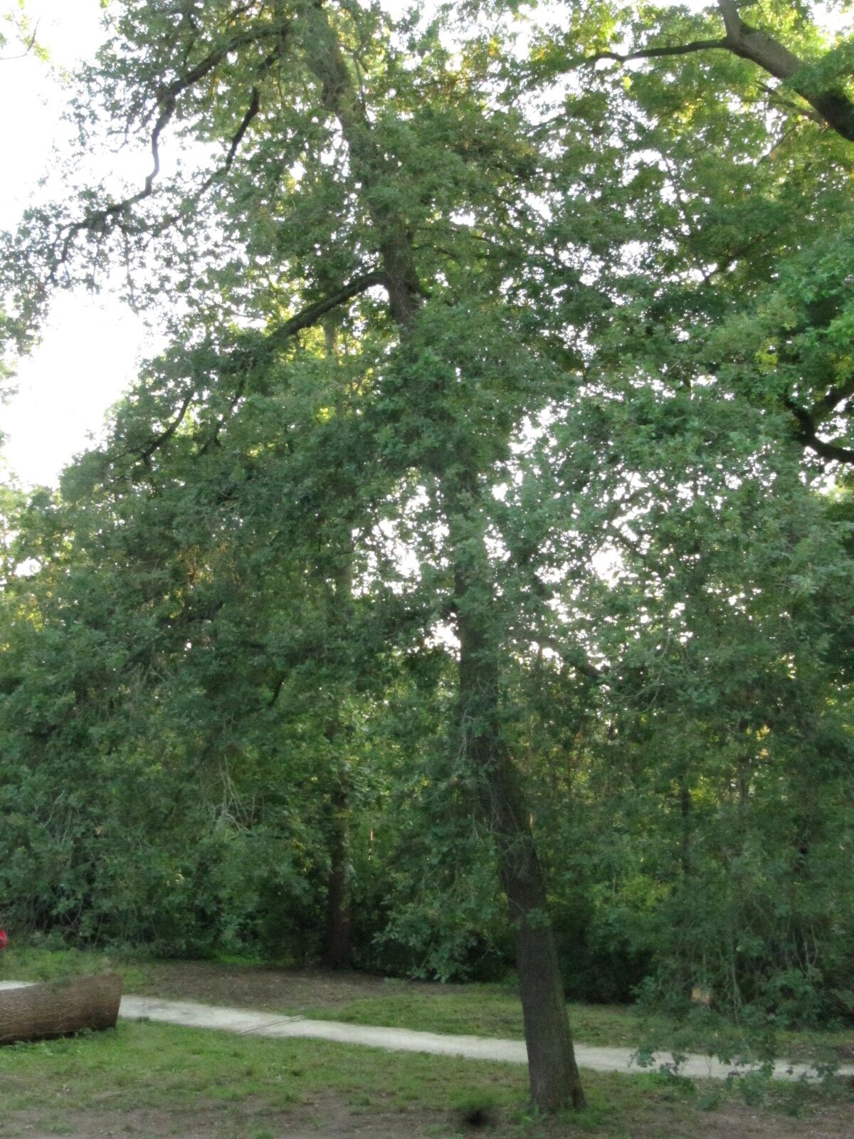 pubescens Quercus