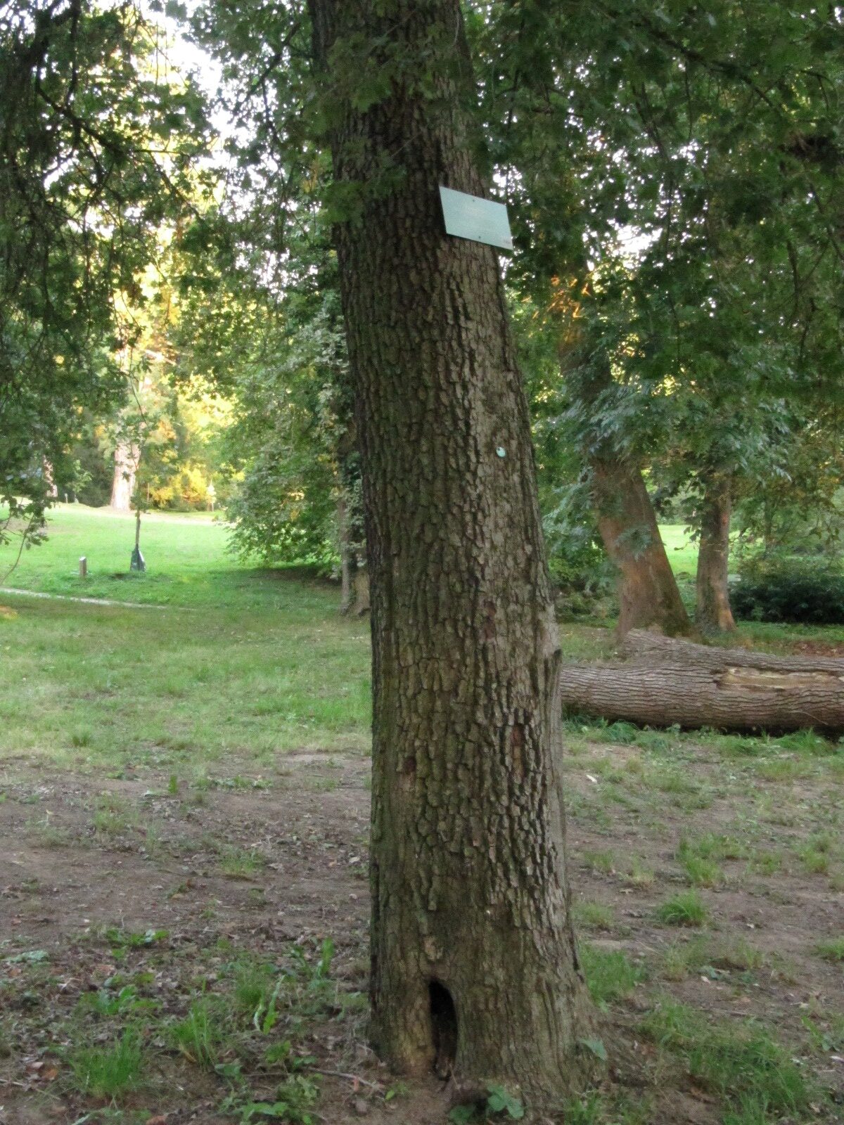Quercus pubescens - Nordhausen - September 2023