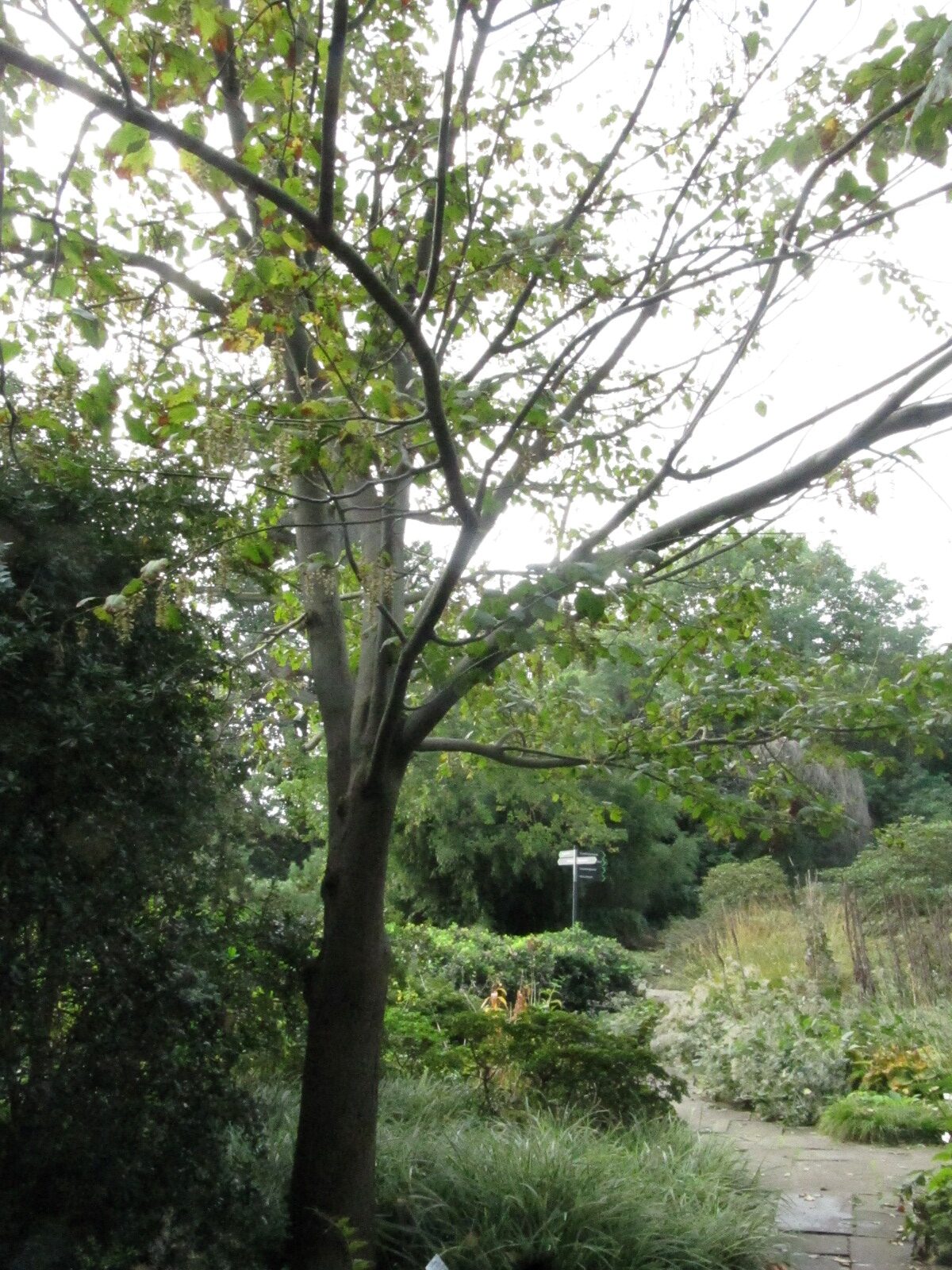 Acer davidii subsp. davidii