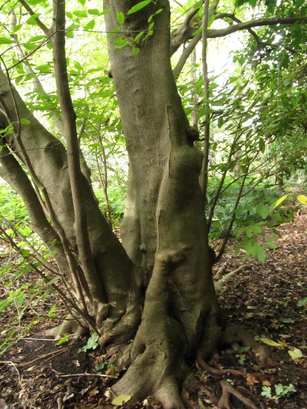 Acer carpinifolium
