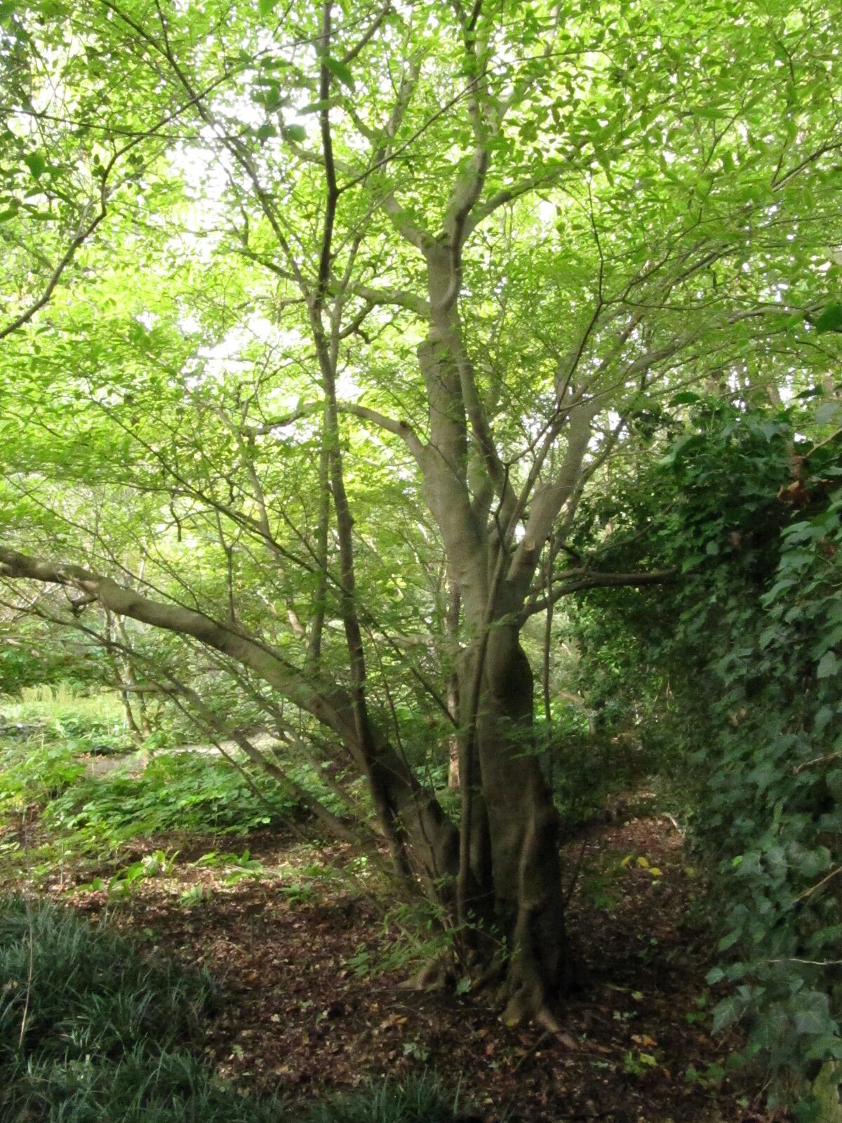 Acer carpinifolium - Berggarten Hannover-Herrenhausen - Okt. 2023