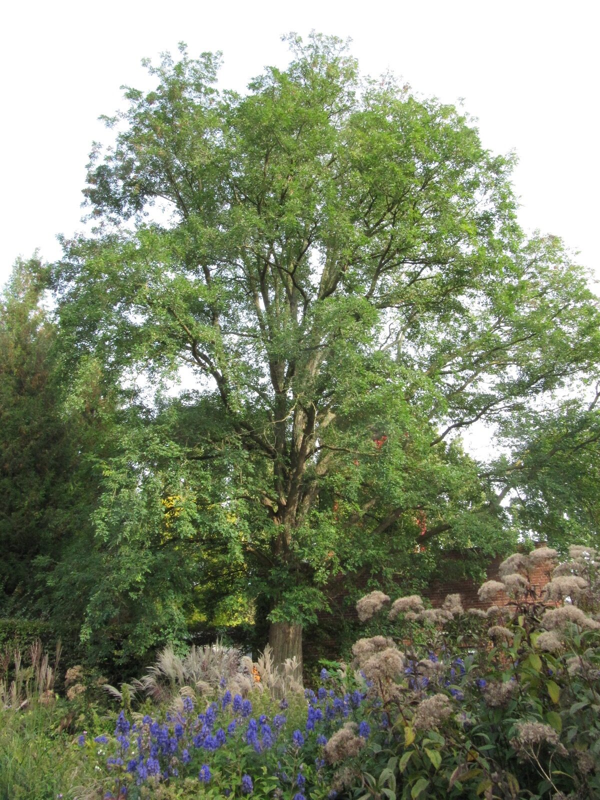 'Semperflorens' pseudoacacia Robinia