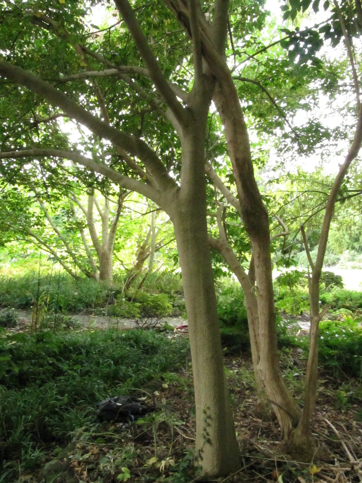Acer cissifolium