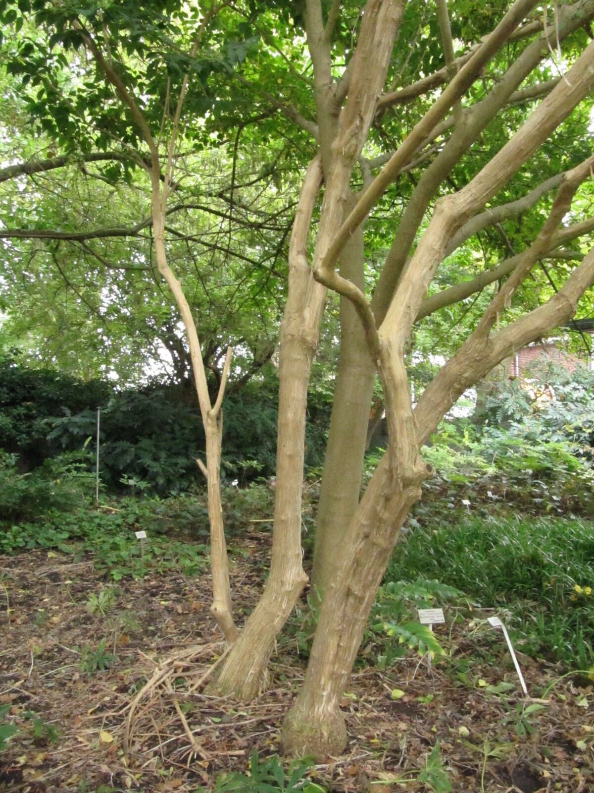 Heptacodium miconioides