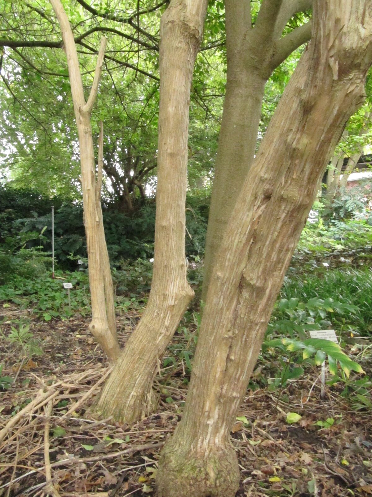 Heptacodium miconioides - Berggarten Hannover-Herrenhausen - Okt. 2023