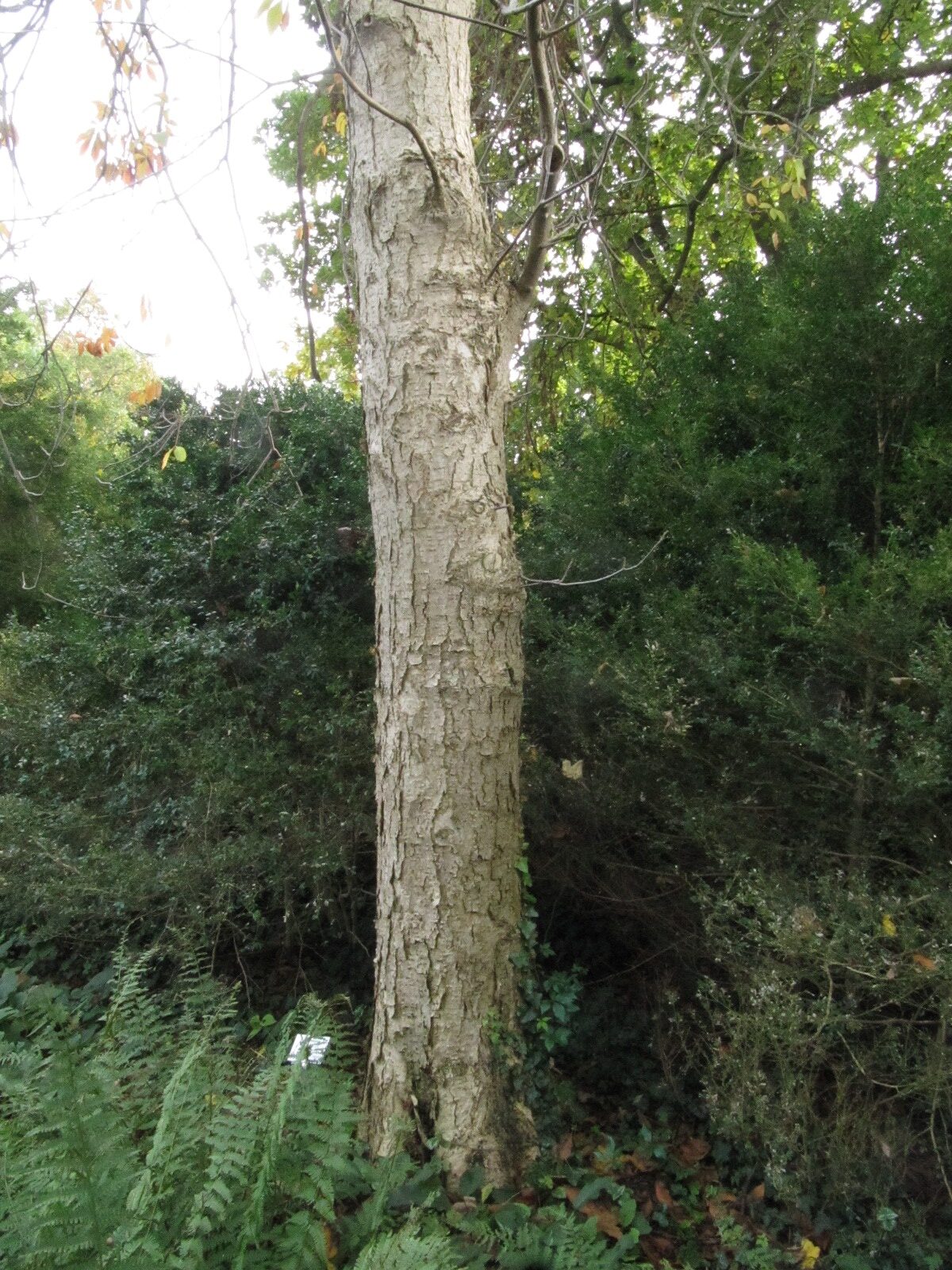 × hybrida Aesculus