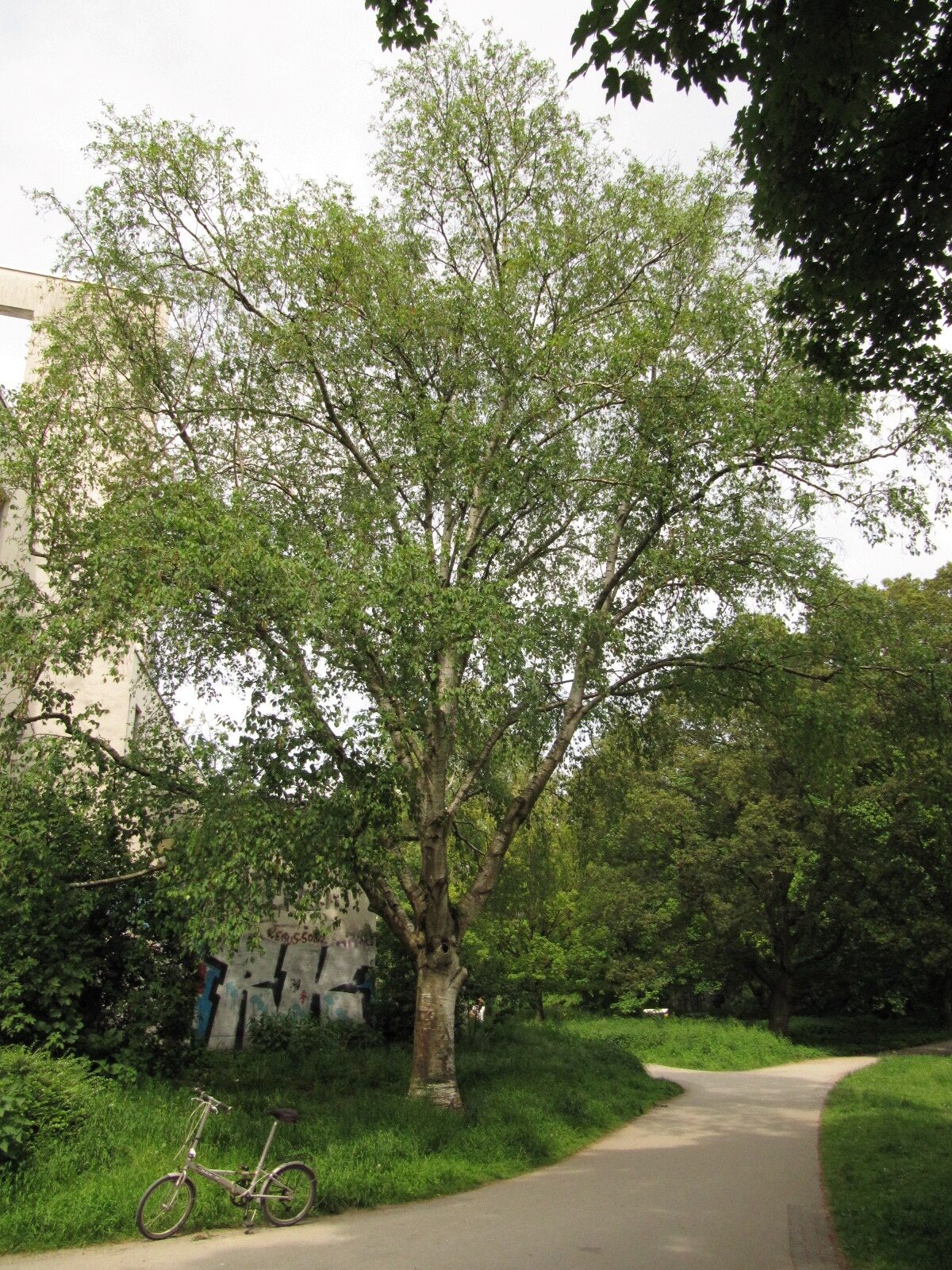 Betula ermanii