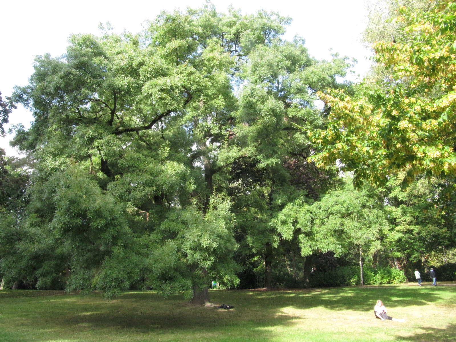 Fraxinus angustifolia - HH-Eppendorf - Okt. 2023