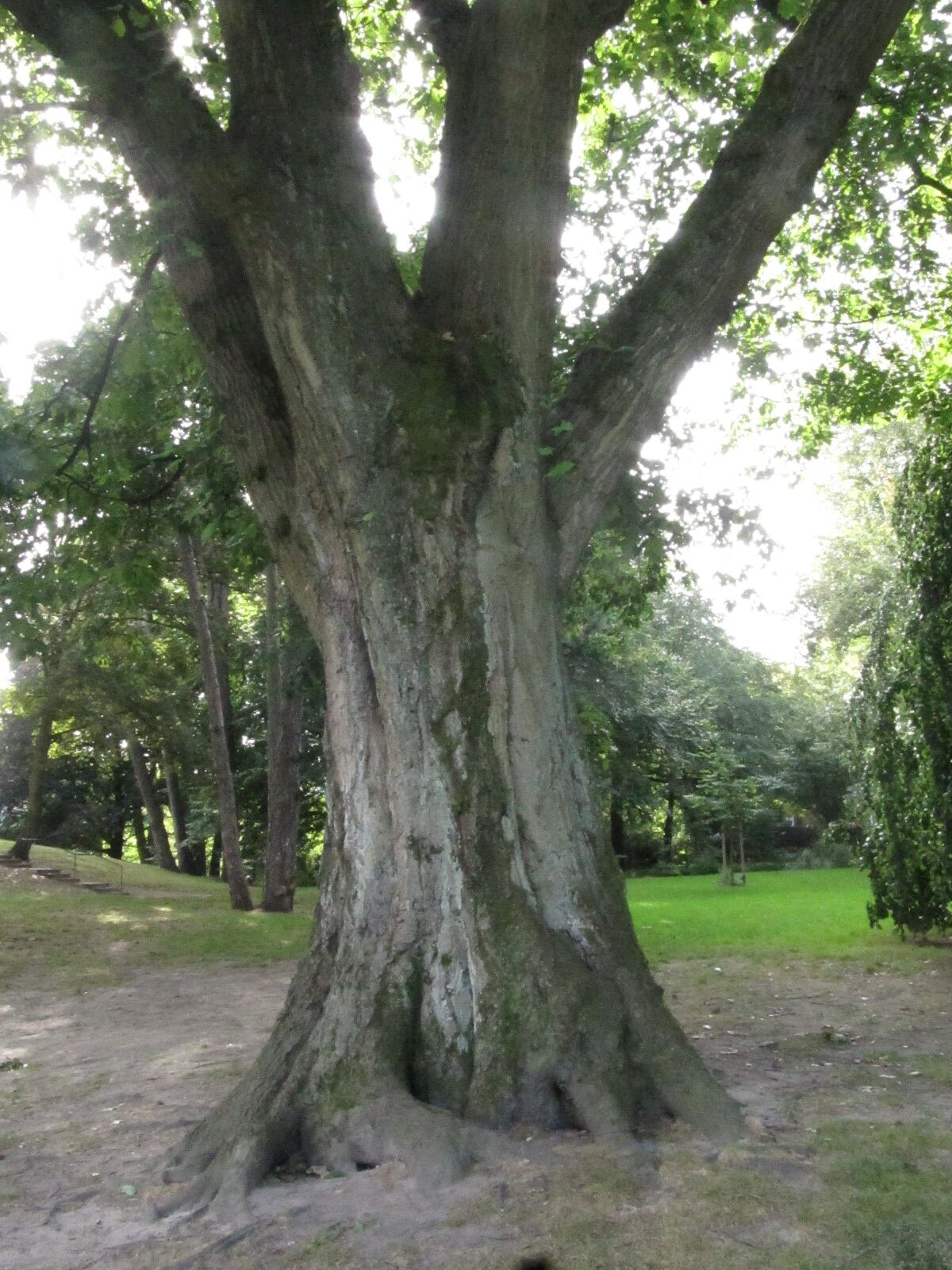 Quercus rubra - HH-Eppendorf - Okt. 2023