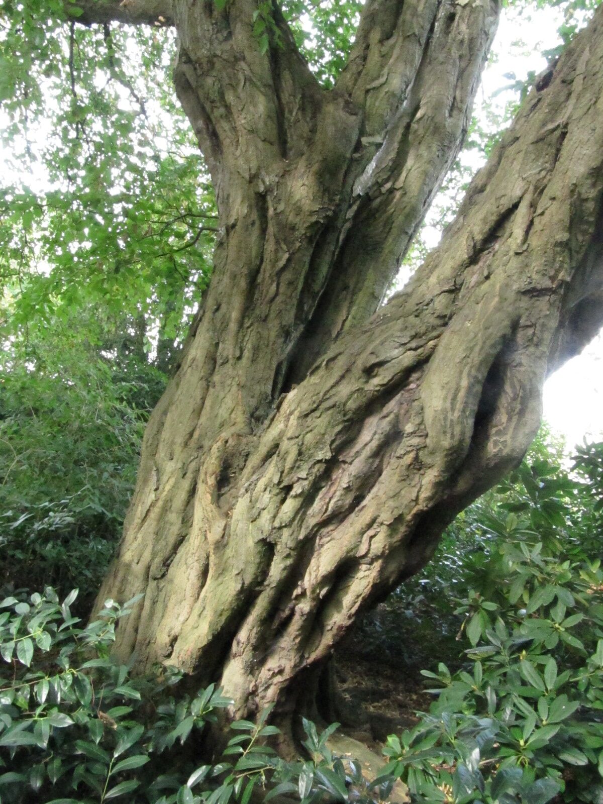 Carpinus betulus - HH-Eppendorf - Okt. 2023